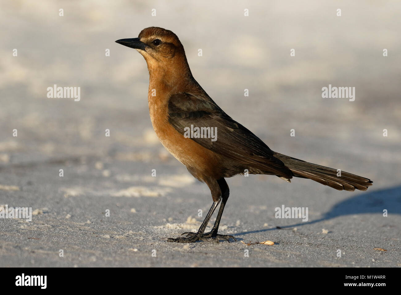 Female Boattailed Grackle (Quiscalus major) Cedar Key, Florida Stock
