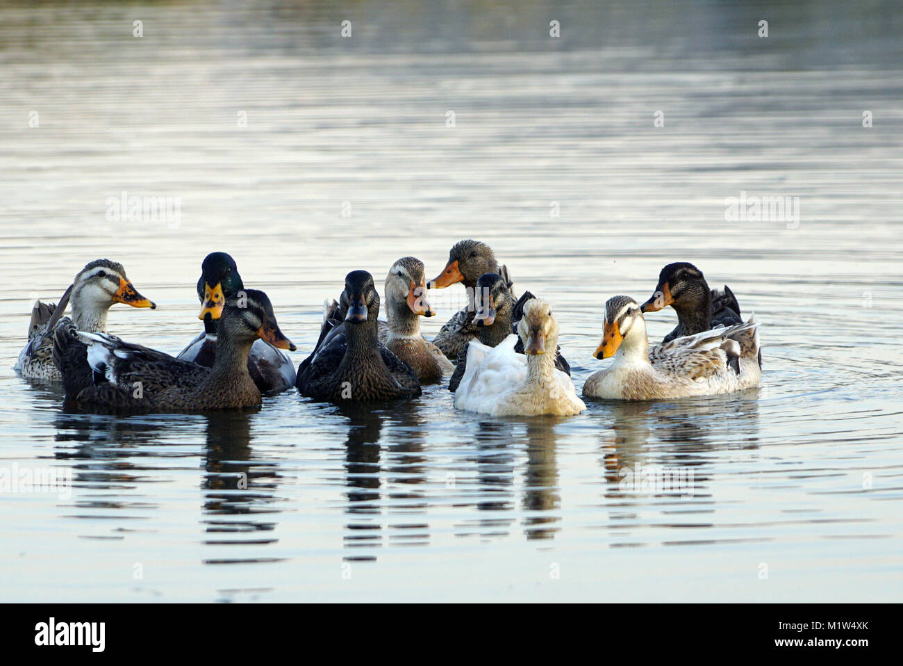 A group of Indian Runner Ducks swimming in the Lake Stock Photo