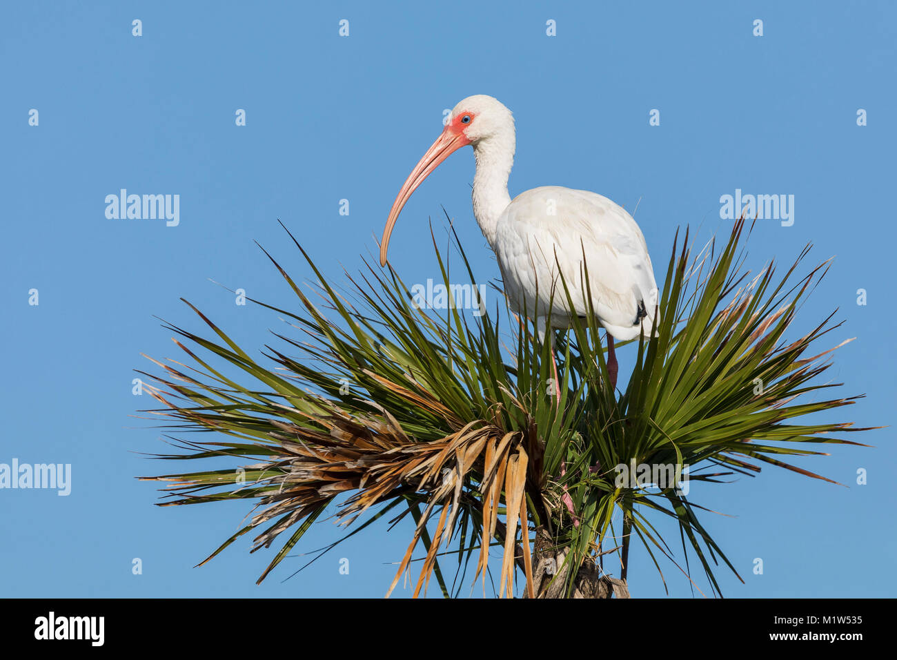 White Ibis (Eudocimus albus) perched in a palm tree - Melbourne, Florida Stock Photo