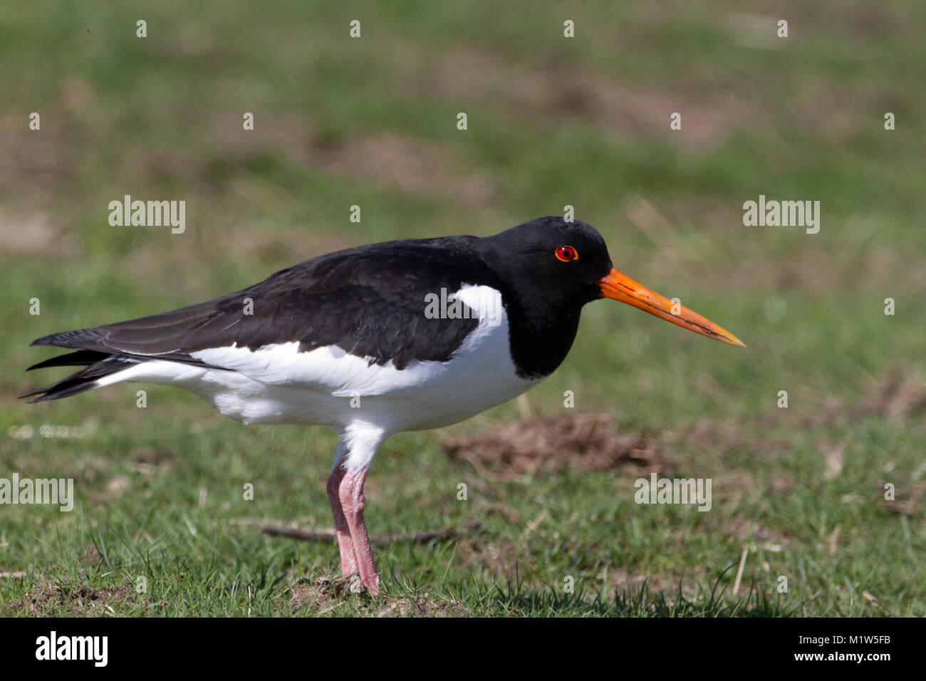 Adult Oystercatcher on the ground in the UK Stock Photo - Alamy