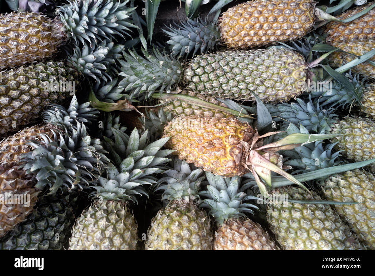 Pineapples from India, good harvest, Kerala. Pineapple background