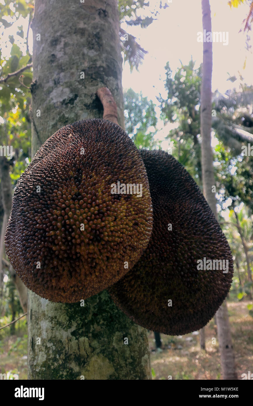 Breadfruit on tree, ripe fruit of tropical gardens, jackfruit growing directly from trunk, jeack-fruits stem. India Stock Photo