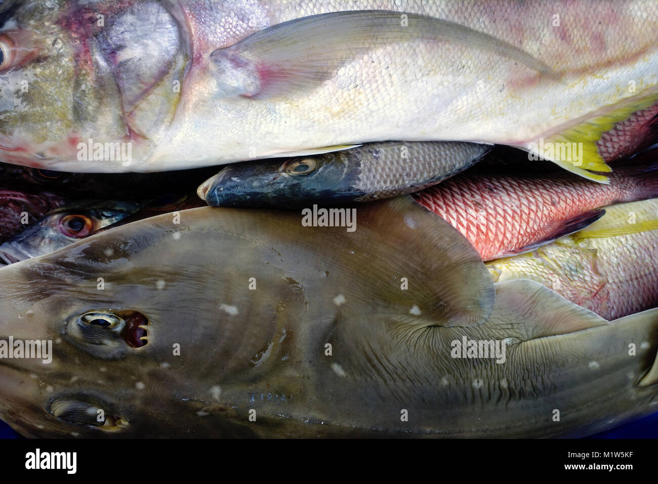 Fish market in province Kerala, India. In trays lined with fish from Arabian sea. Raja in foreground Stock Photo