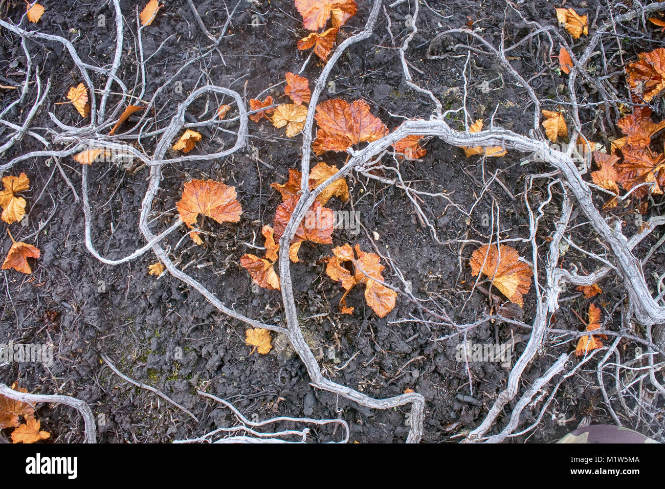 Plants Death, deforestation. In air pollution and fires in forest