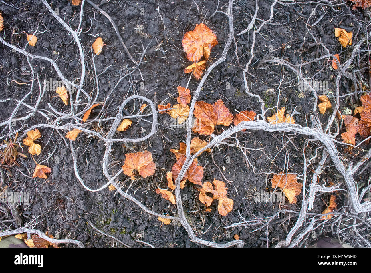 Plants Death, deforestation. In air pollution and fires in forest-tundra crowberry died (interlocking dry stalks), disturbance of habitats, impoverish Stock Photo