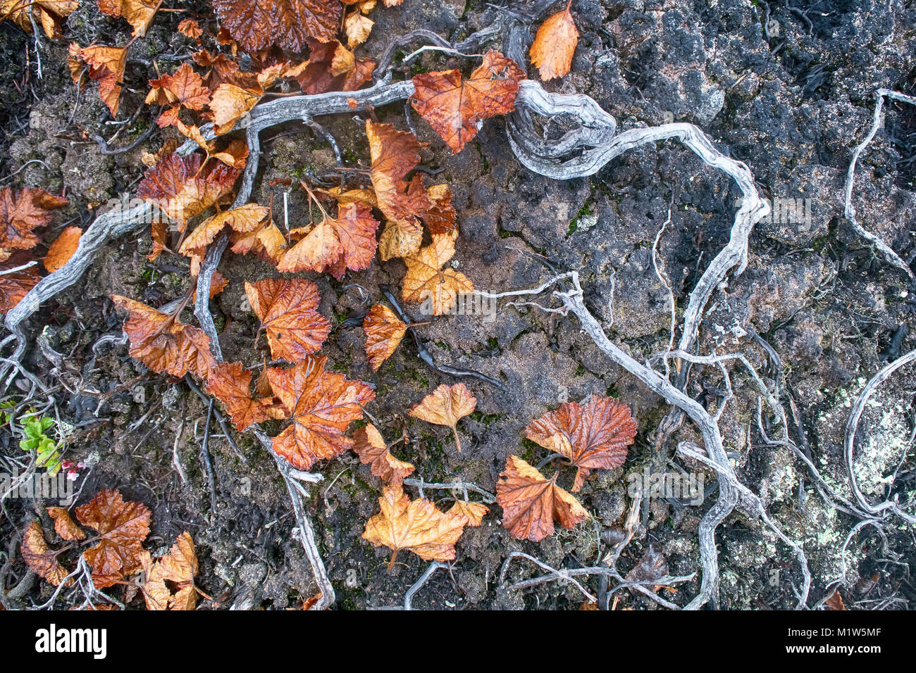 Plants Death, deforestation. In air pollution and fires in forest-tundra crowberry died (interlocking dry stalks), disturbance of habitats, impoverish Stock Photo