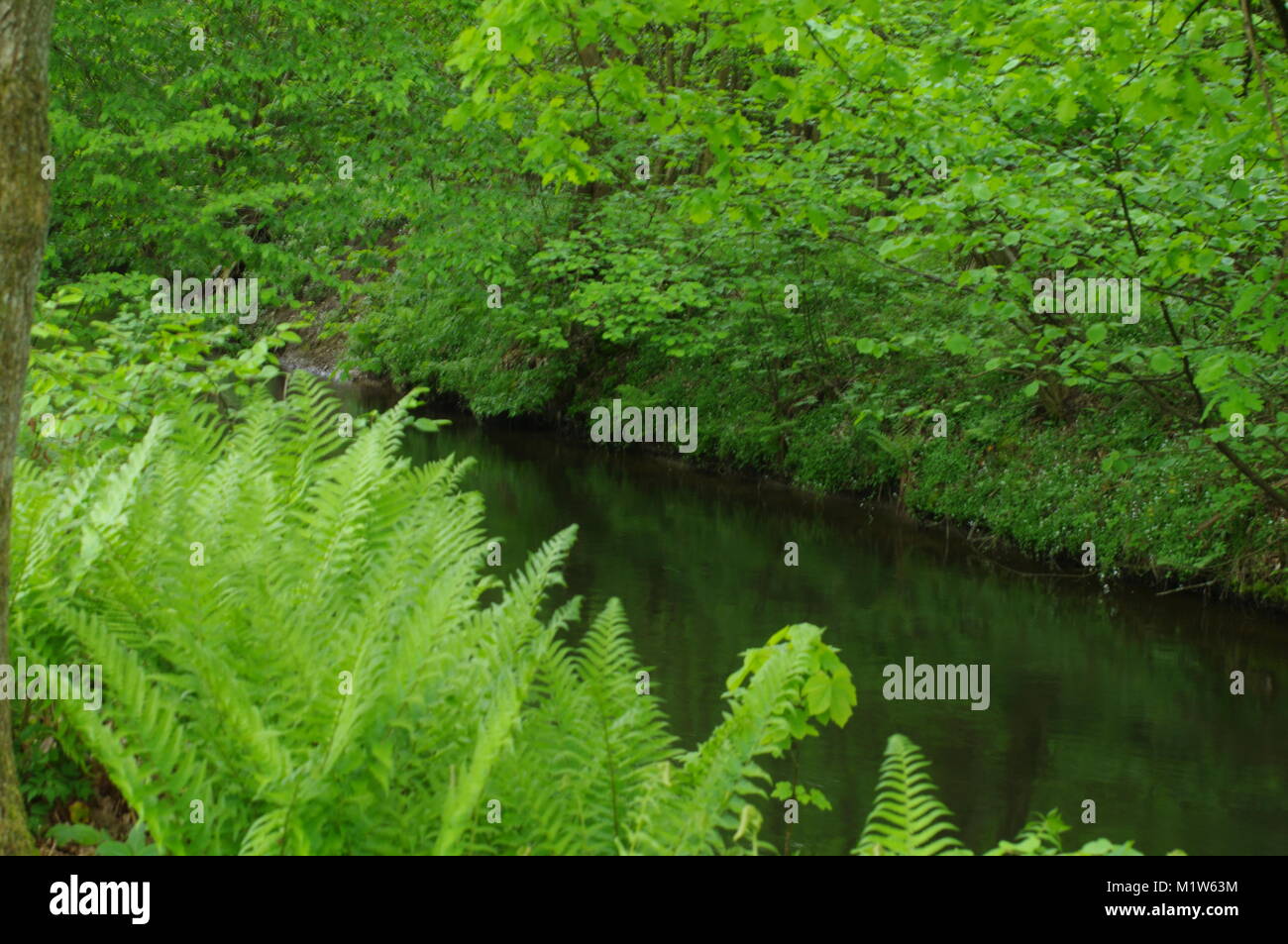 Nature River during early Summer Fern and Forest in Germany. Stock Photo