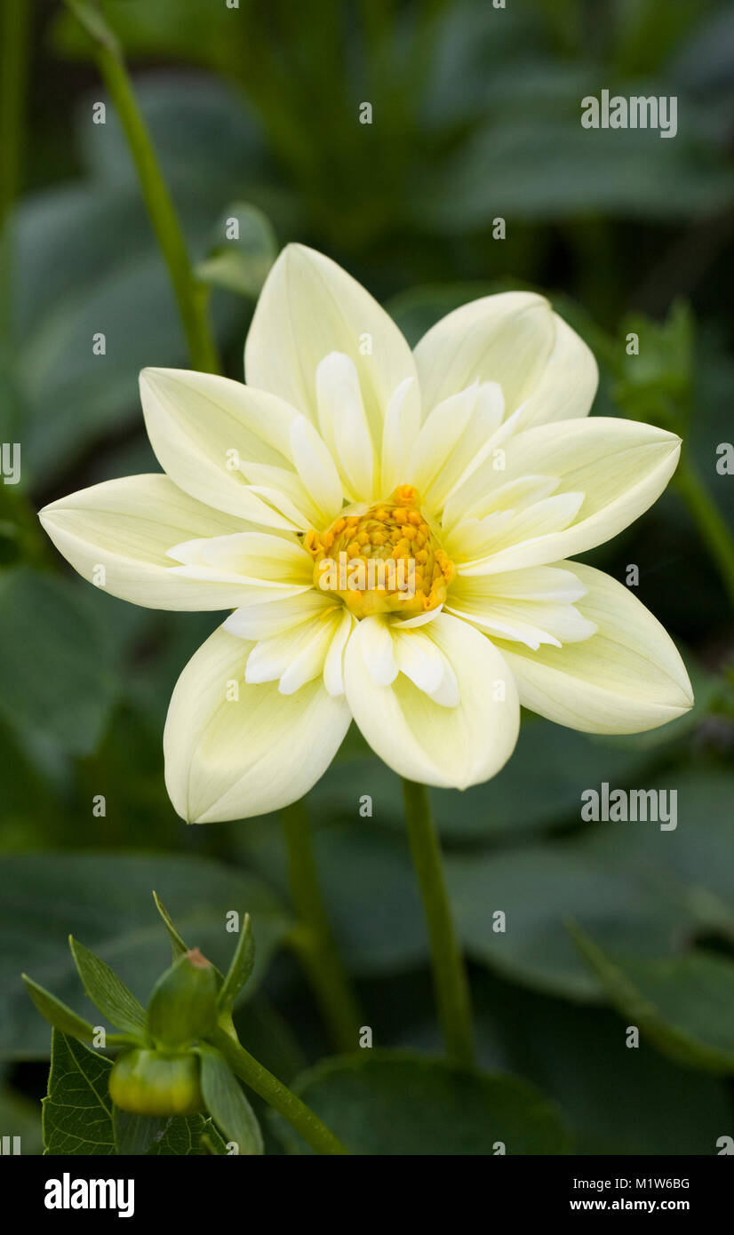 Dahlia 'Clair de Lune' flower. Stock Photo