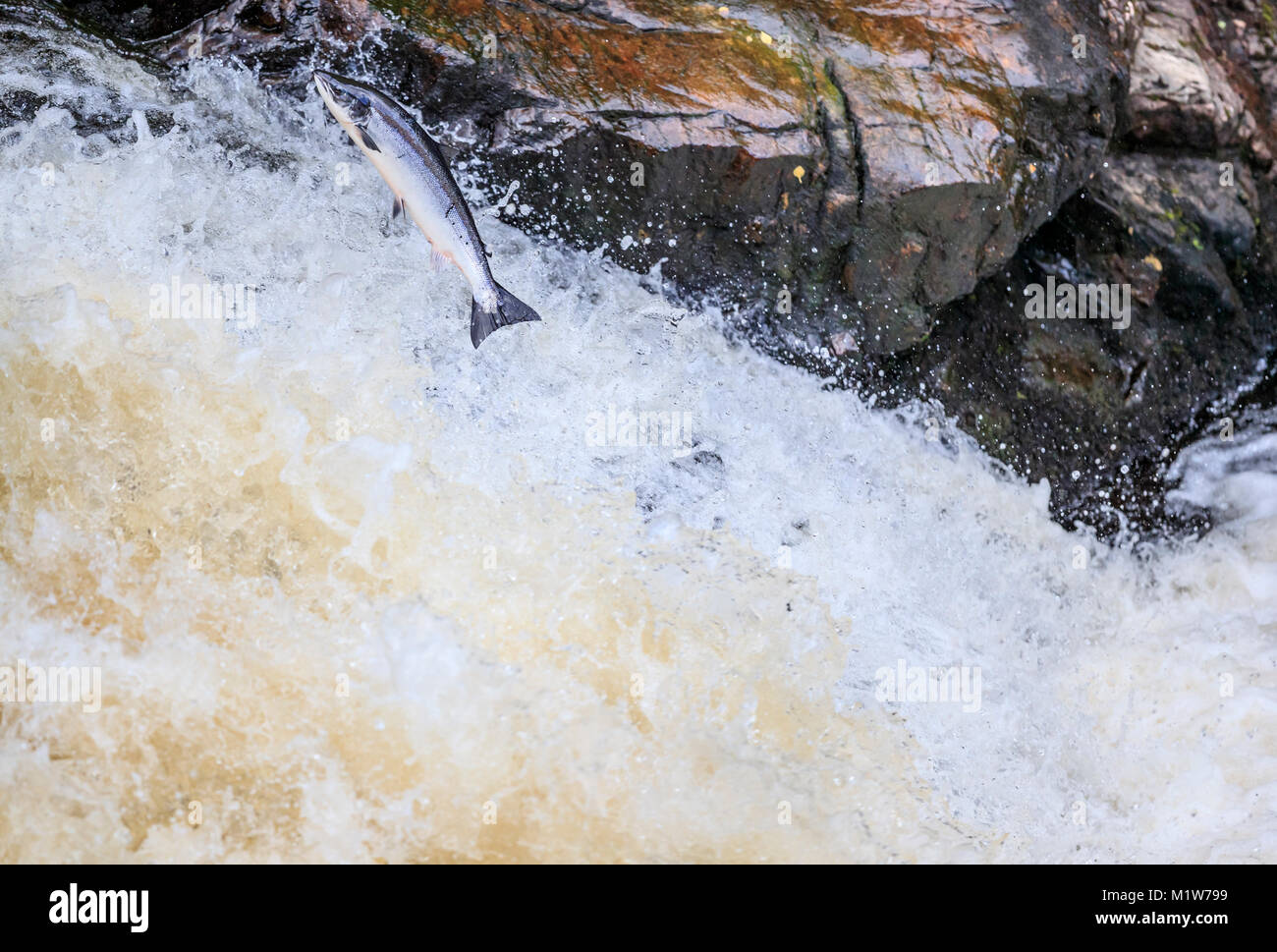 At salmon leap hires stock photography and images Alamy
