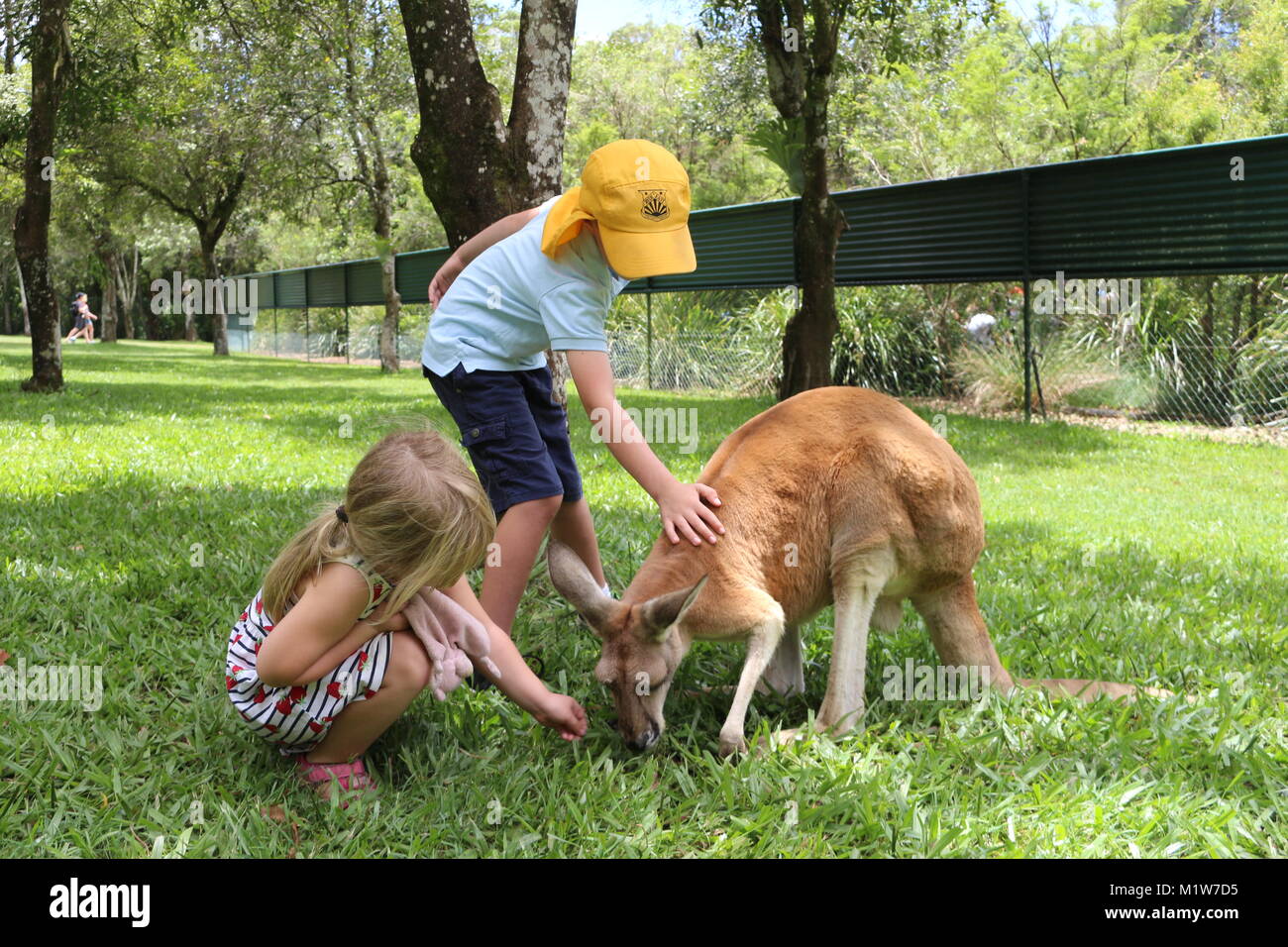 Children having fun hanging with Kangaroo. Australia Zoo - Queensland Australia. Stock Photo
