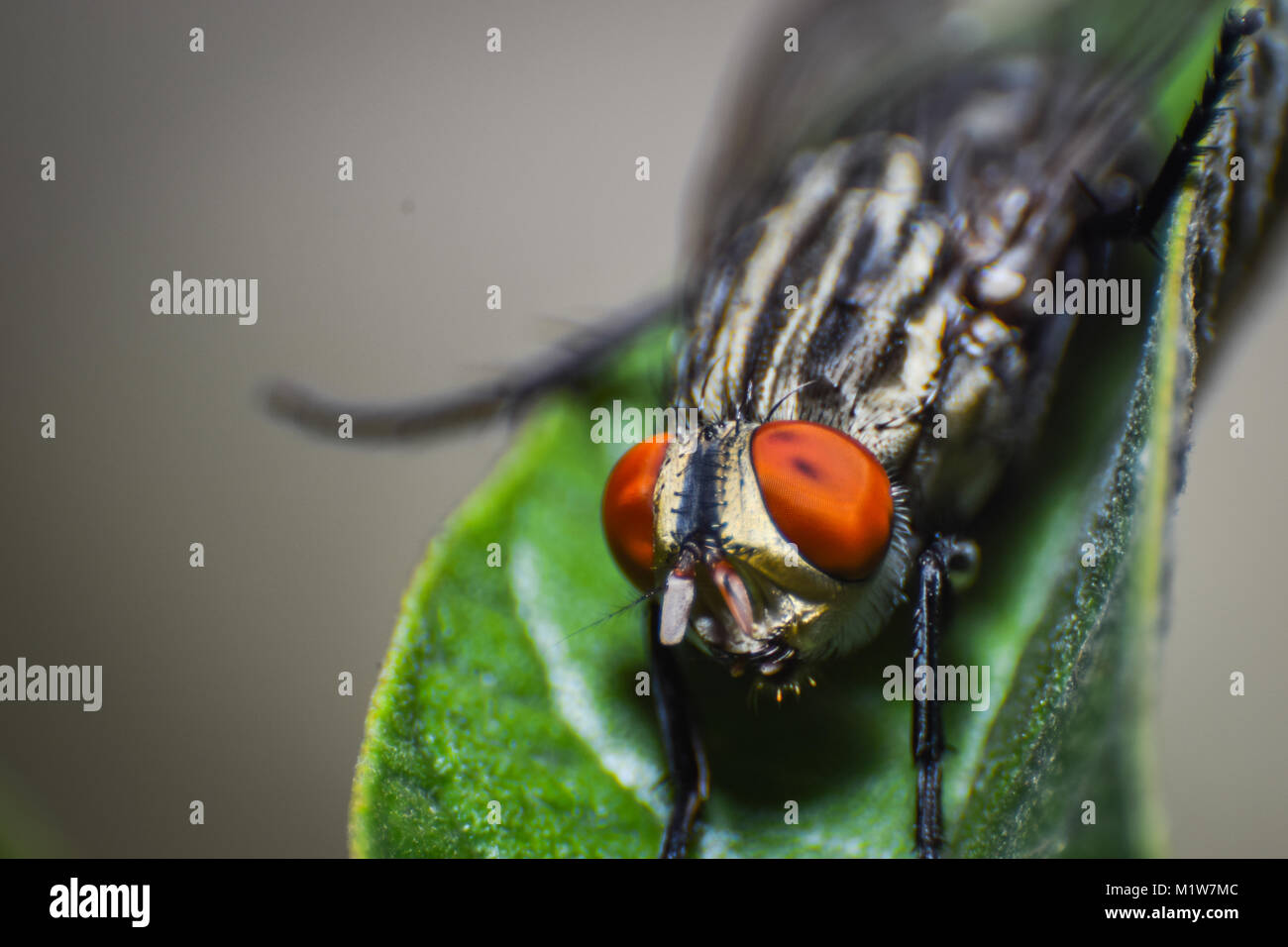 Insects world by Macro Stock Photo
