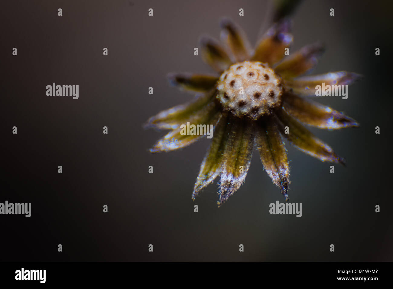 Flowers Macro Photography Stock Photo - Alamy