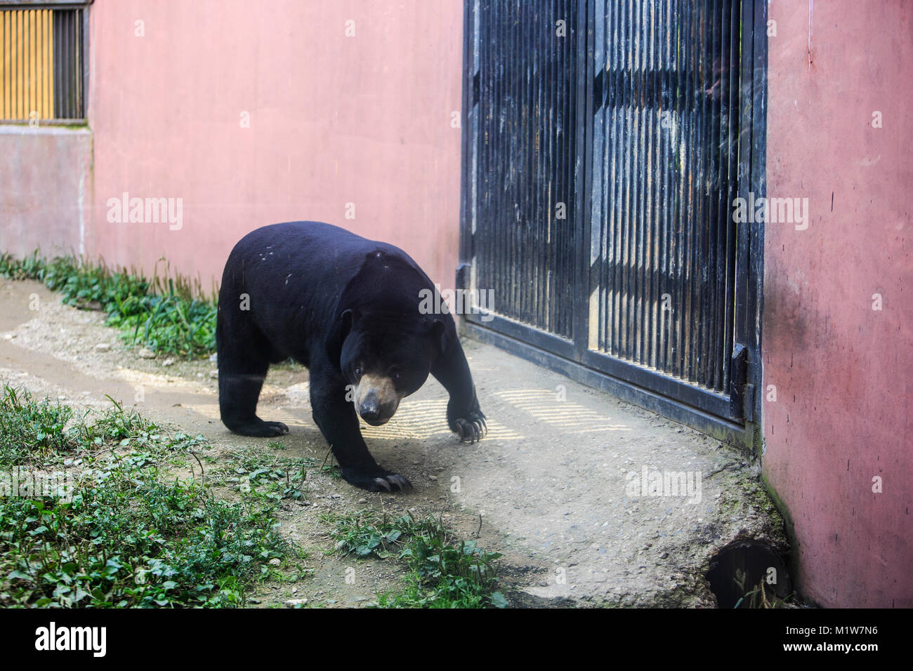 Animals in a zoo. various wild animals photo. 096 Stock Photo Alamy