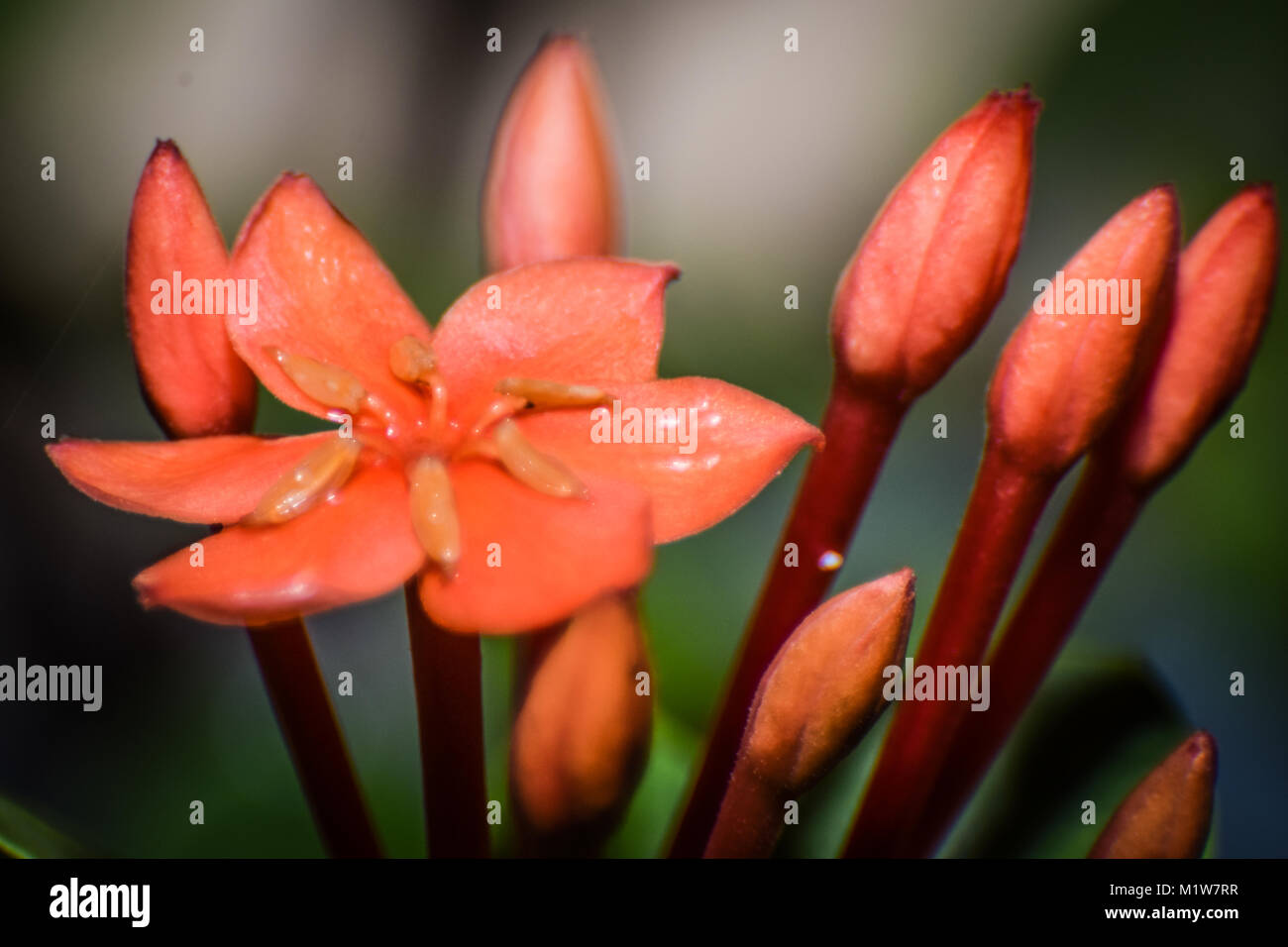 Flowers Macro Photography Stock Photo - Alamy