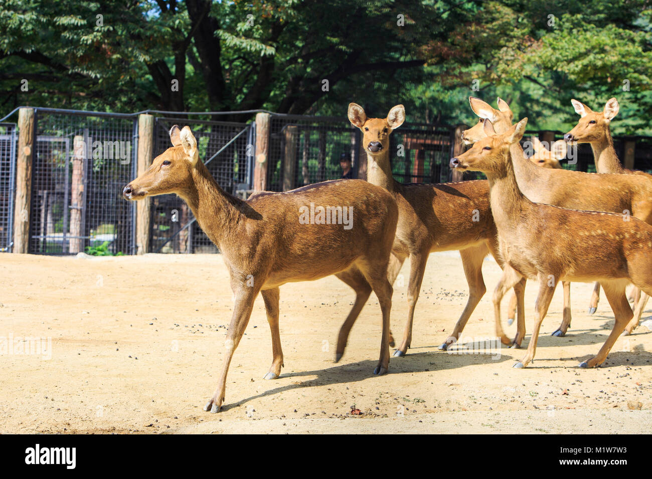 Animals in a zoo. various wild animals photo. 128 Stock Photo Alamy