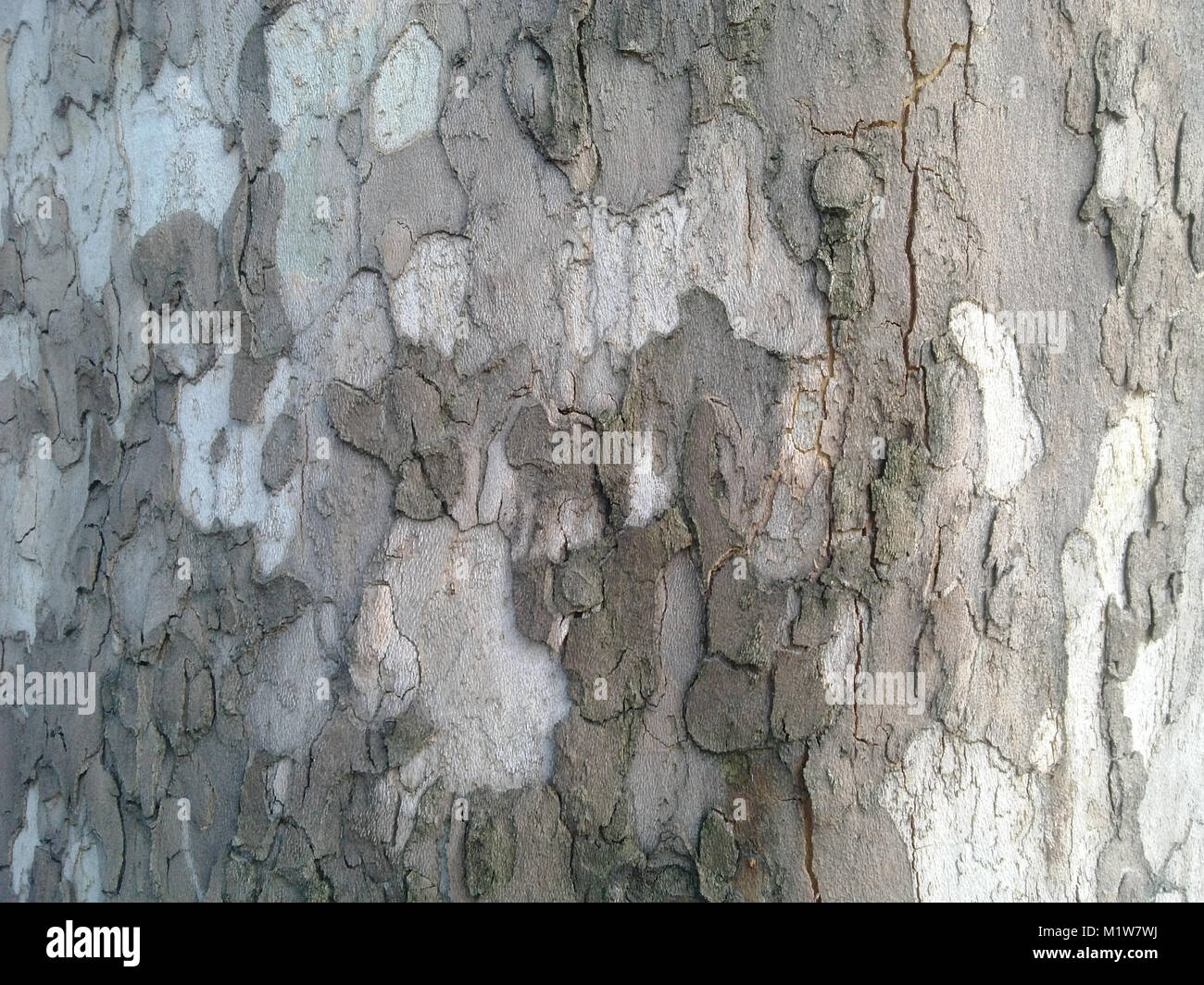 Bark of plane tree Stock Photo Alamy