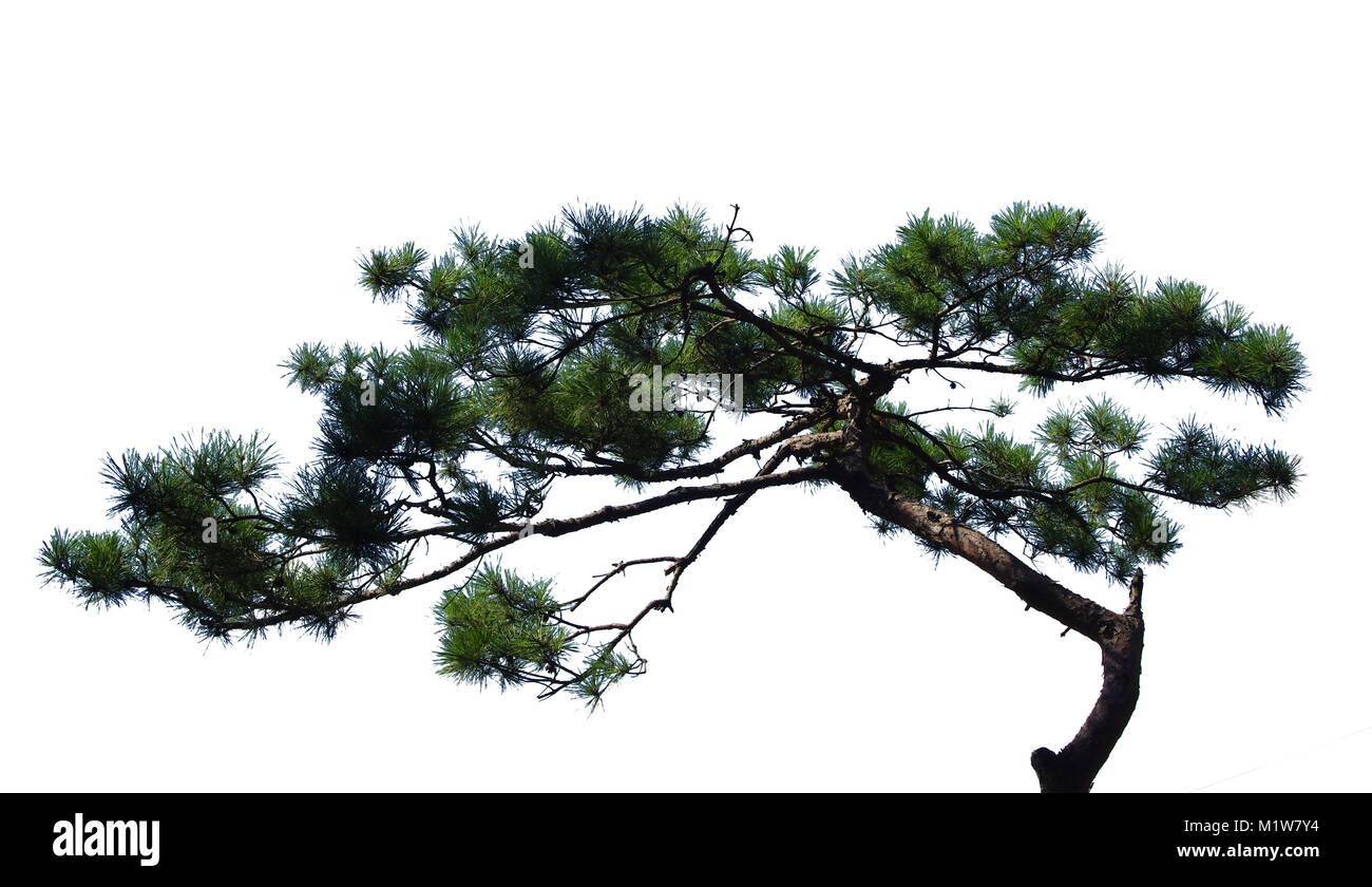 Pine tree isolated on white background Stock Photo
