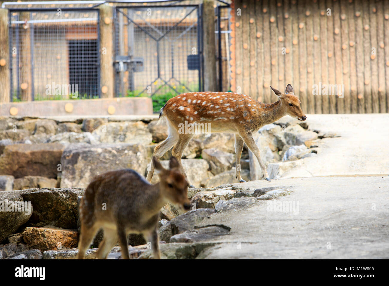 151 year Moscow zoo 151 year Moscow zoo