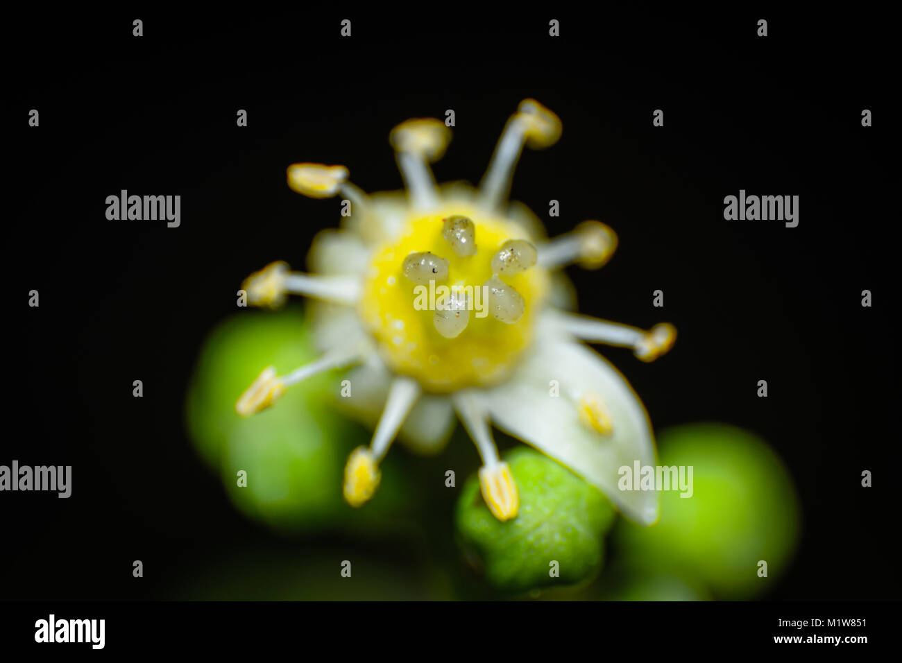 Flowers Macro Photography Stock Photo - Alamy