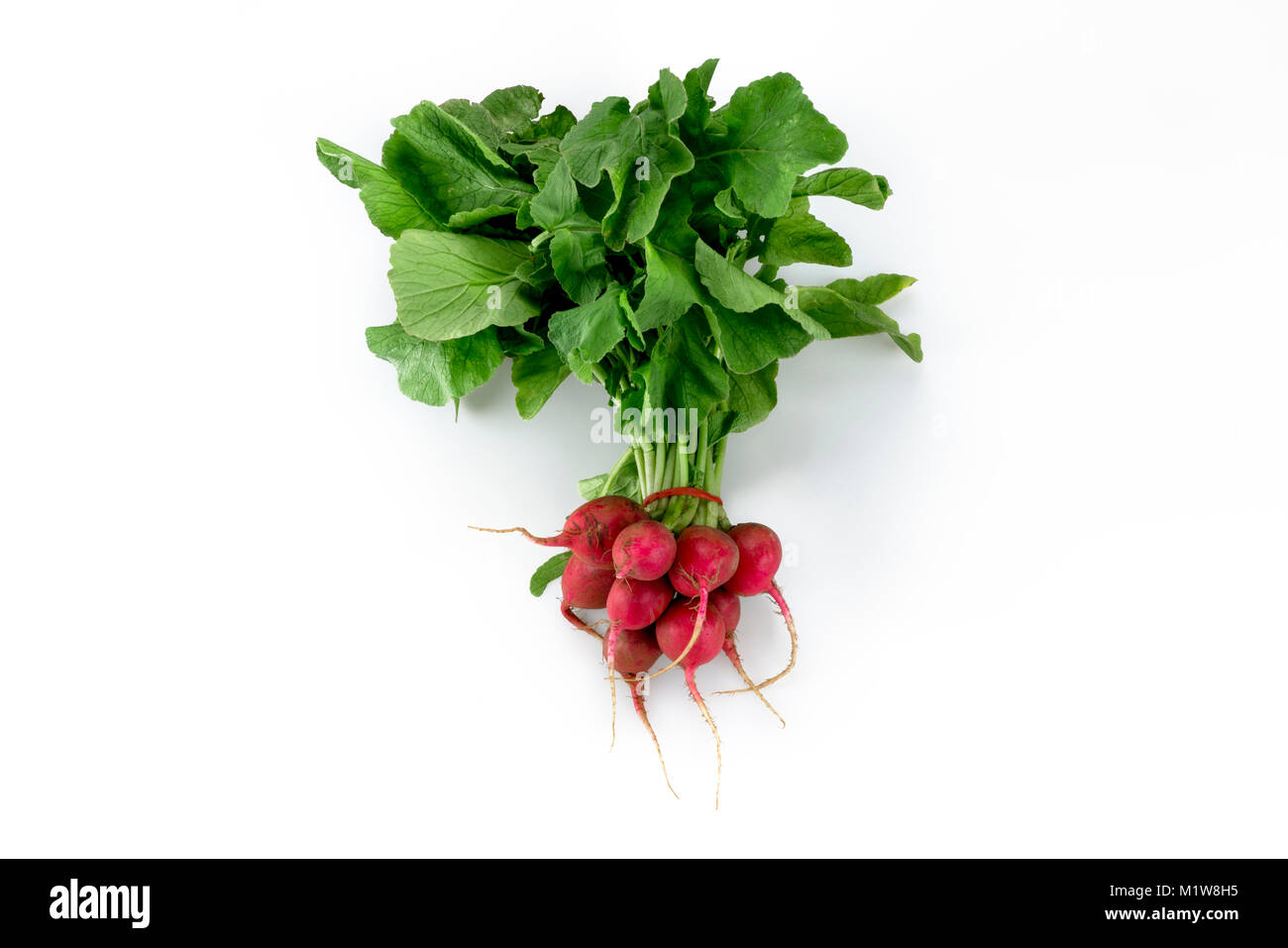 Bundled fresh organic red radish vegetable isolated in white background Stock Photo