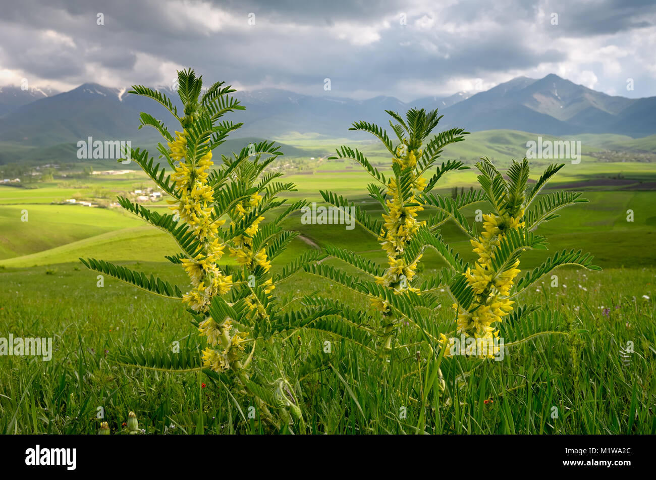 The Astragalus sieversianus Stock Photo