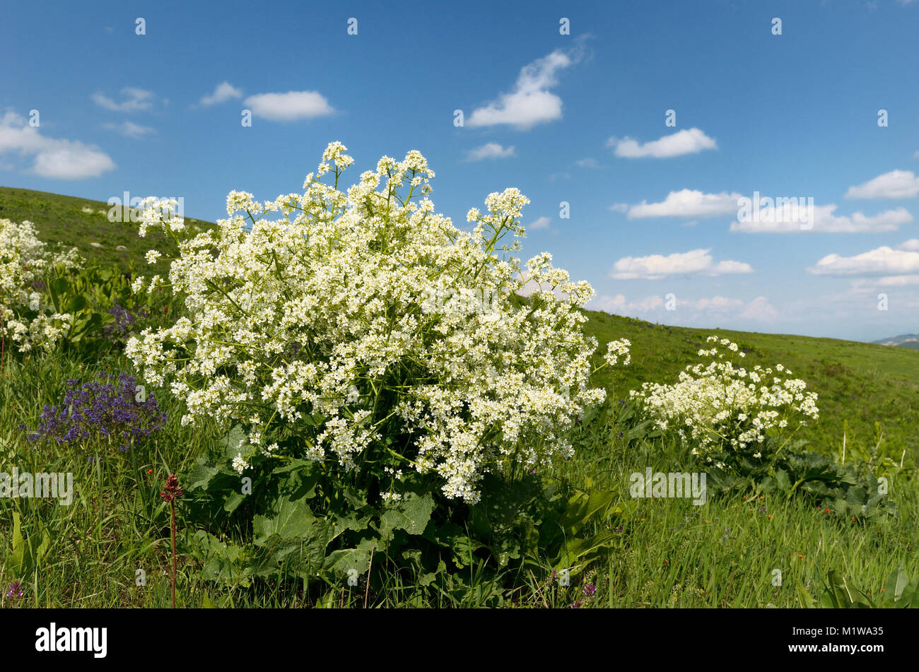 The Crambe kotschyana in mountain meadow, northern Kyrgyzstan. Stock Photo