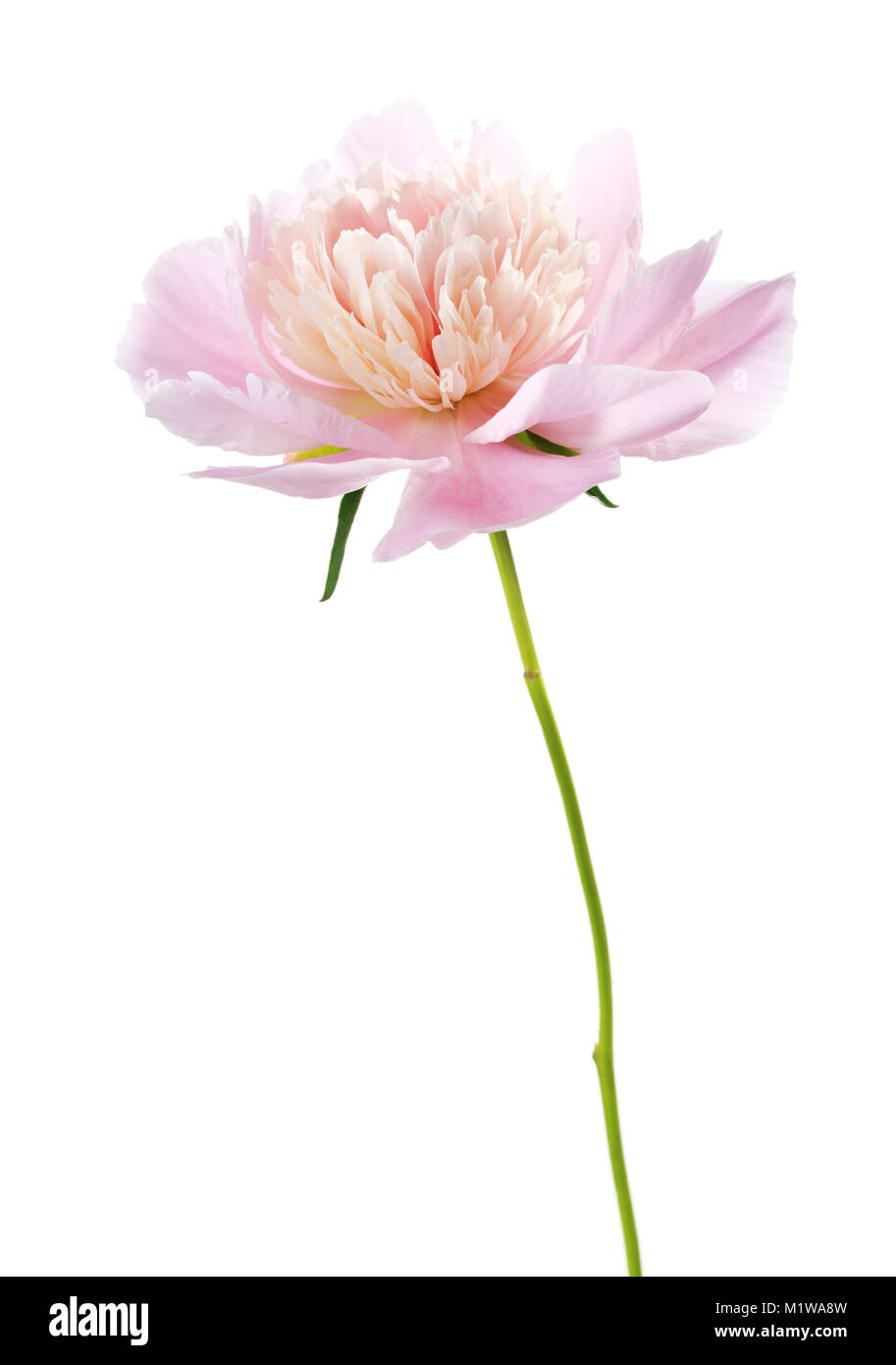 Light pink peony isolated on white background Stock Photo - Alamy