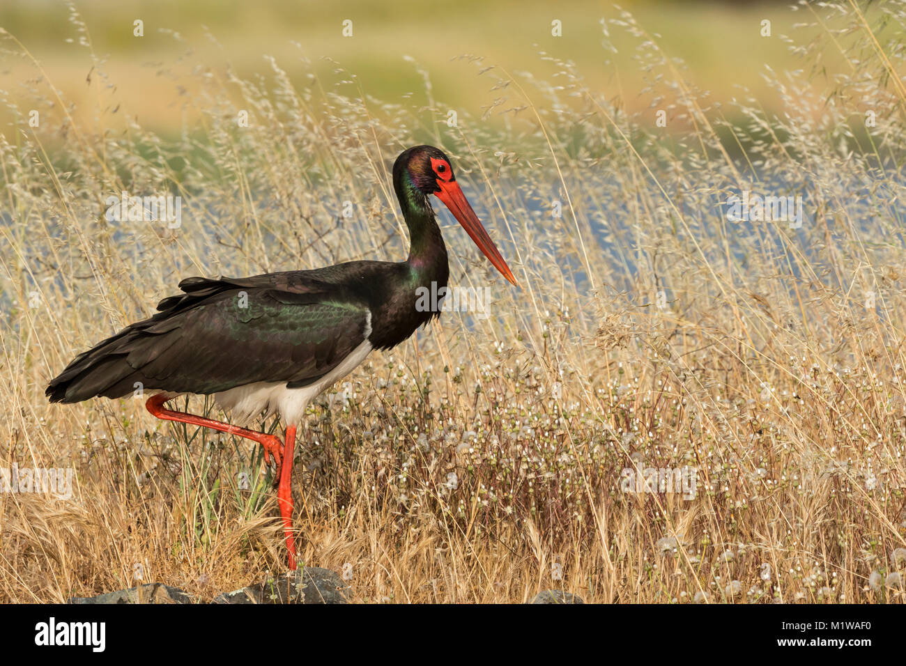 Adult Black Stork (Ciconia nigra) on the ground Stock Photo