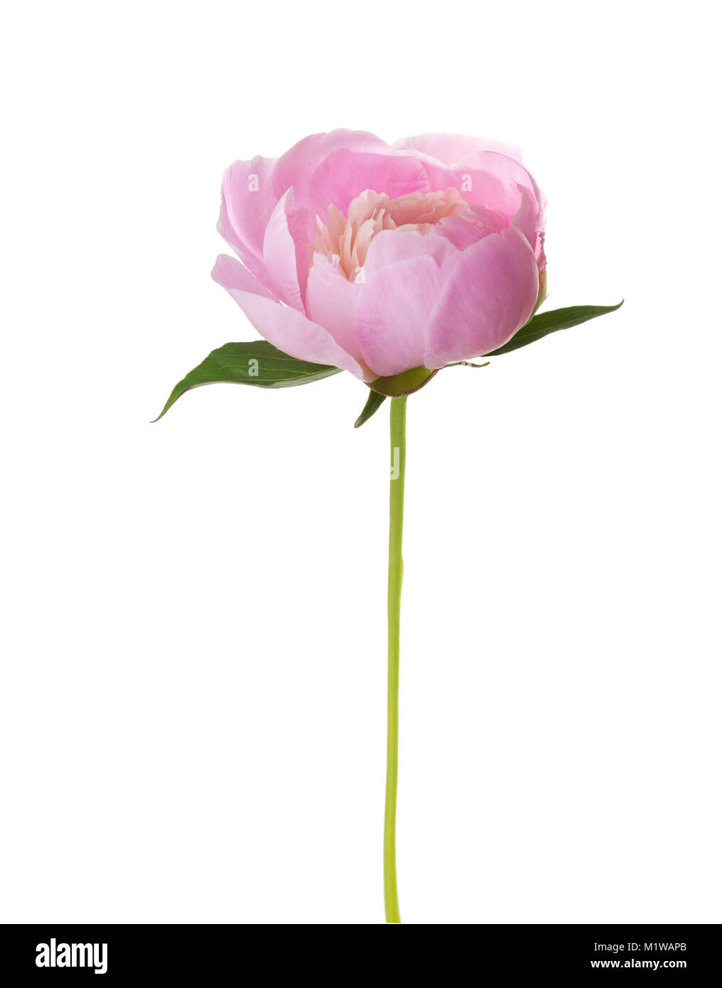 Pink peony isolated on white background Stock Photo - Alamy