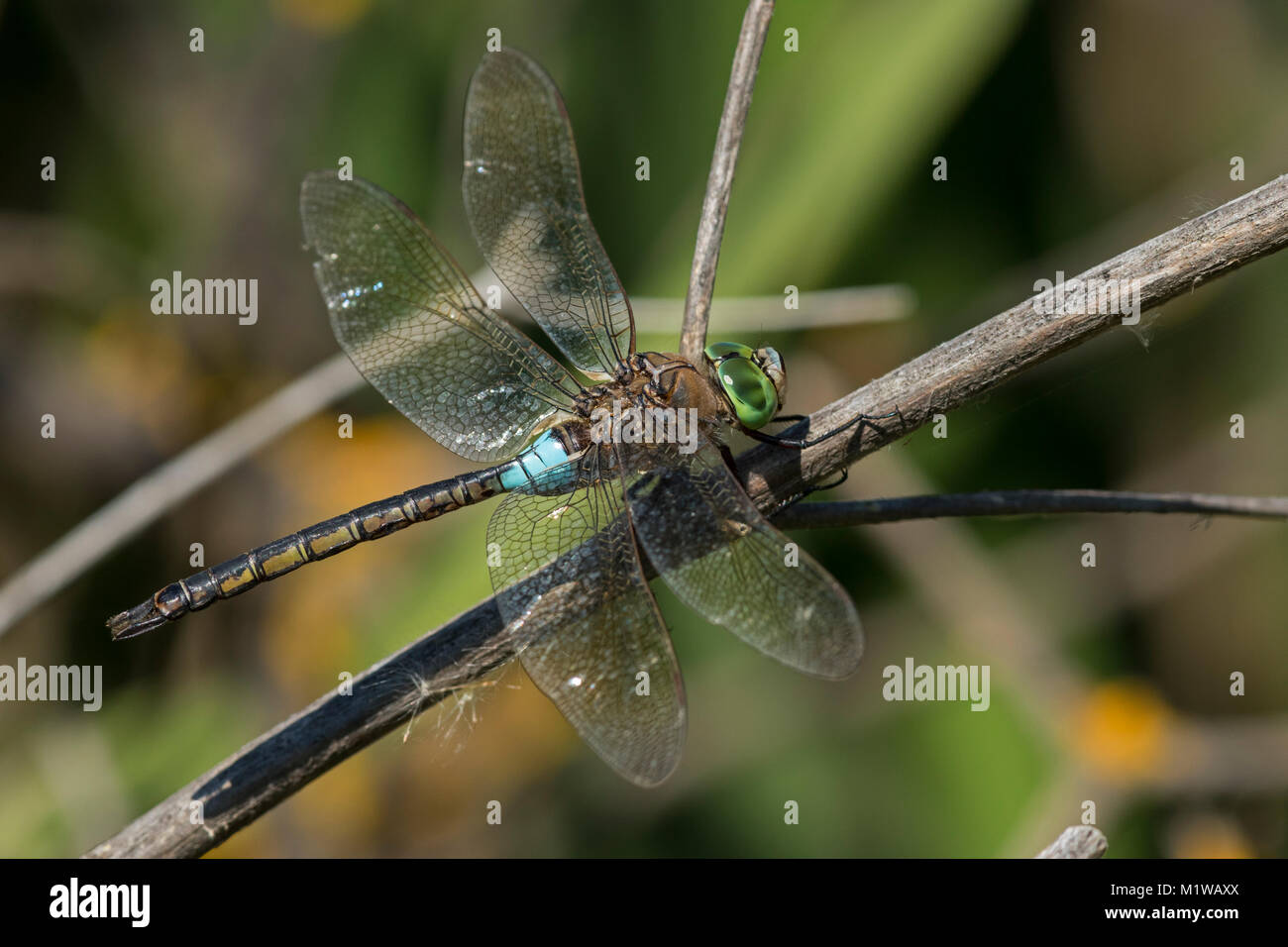 Lesser Emperor (Anax parthenope), male Stock Photo