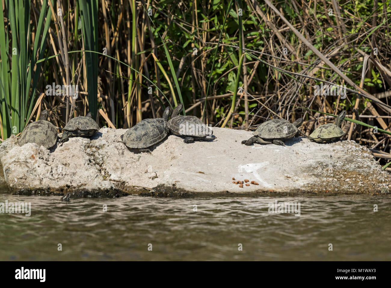 Balkan pond turtle = Western Caspian turtle (Mauremys rivulata) on a rock, Stock Photo
