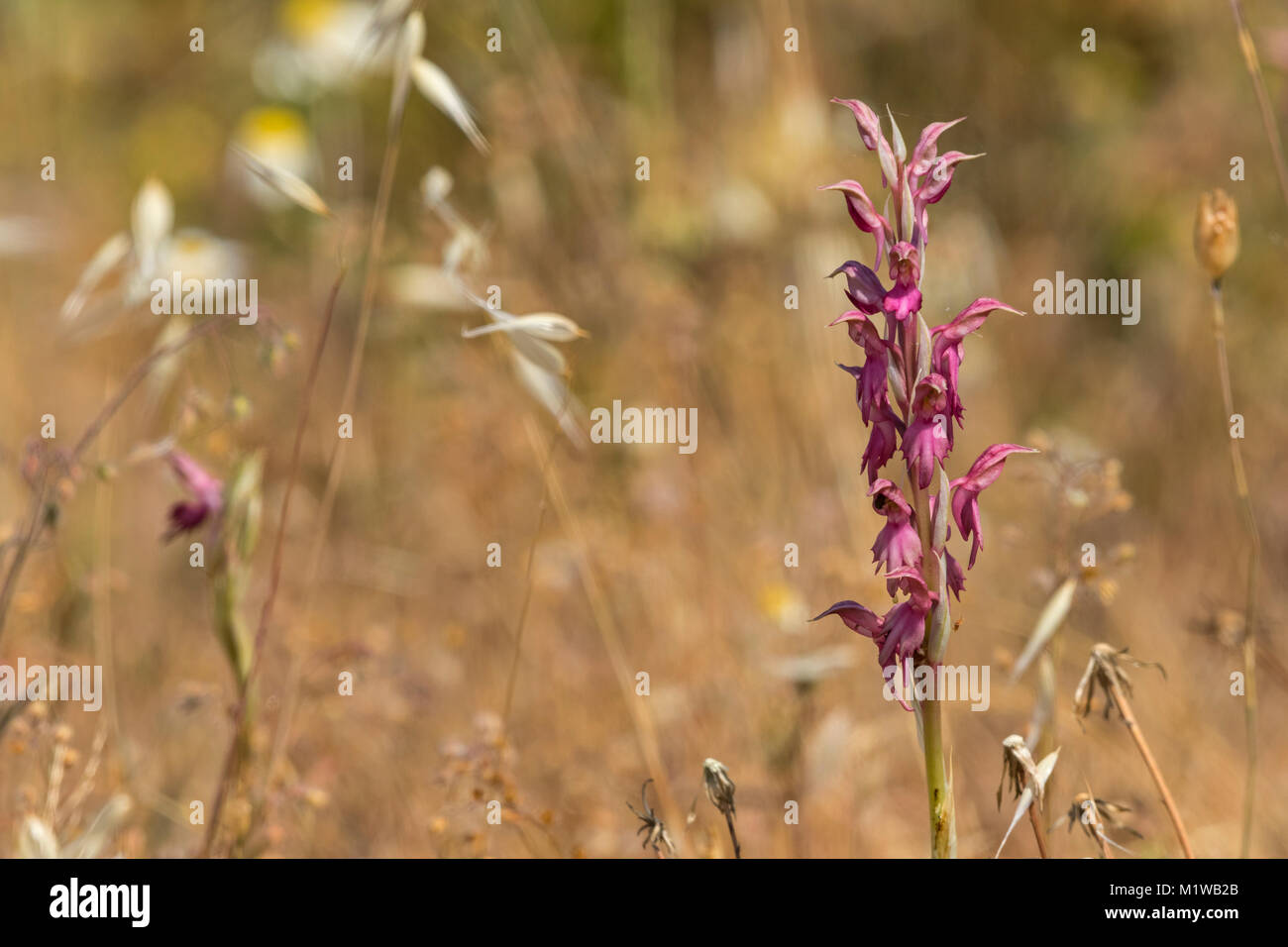 Holy Orchid (Anacamptis sancta) = (Orchis sancta), Stock Photo