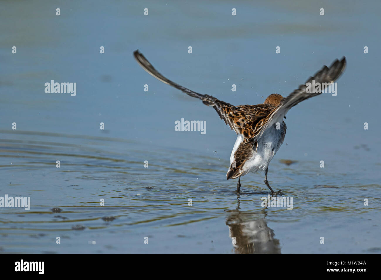 Little Stint (Calidris minuta) flaps wings after bath Stock Photo - Alamy