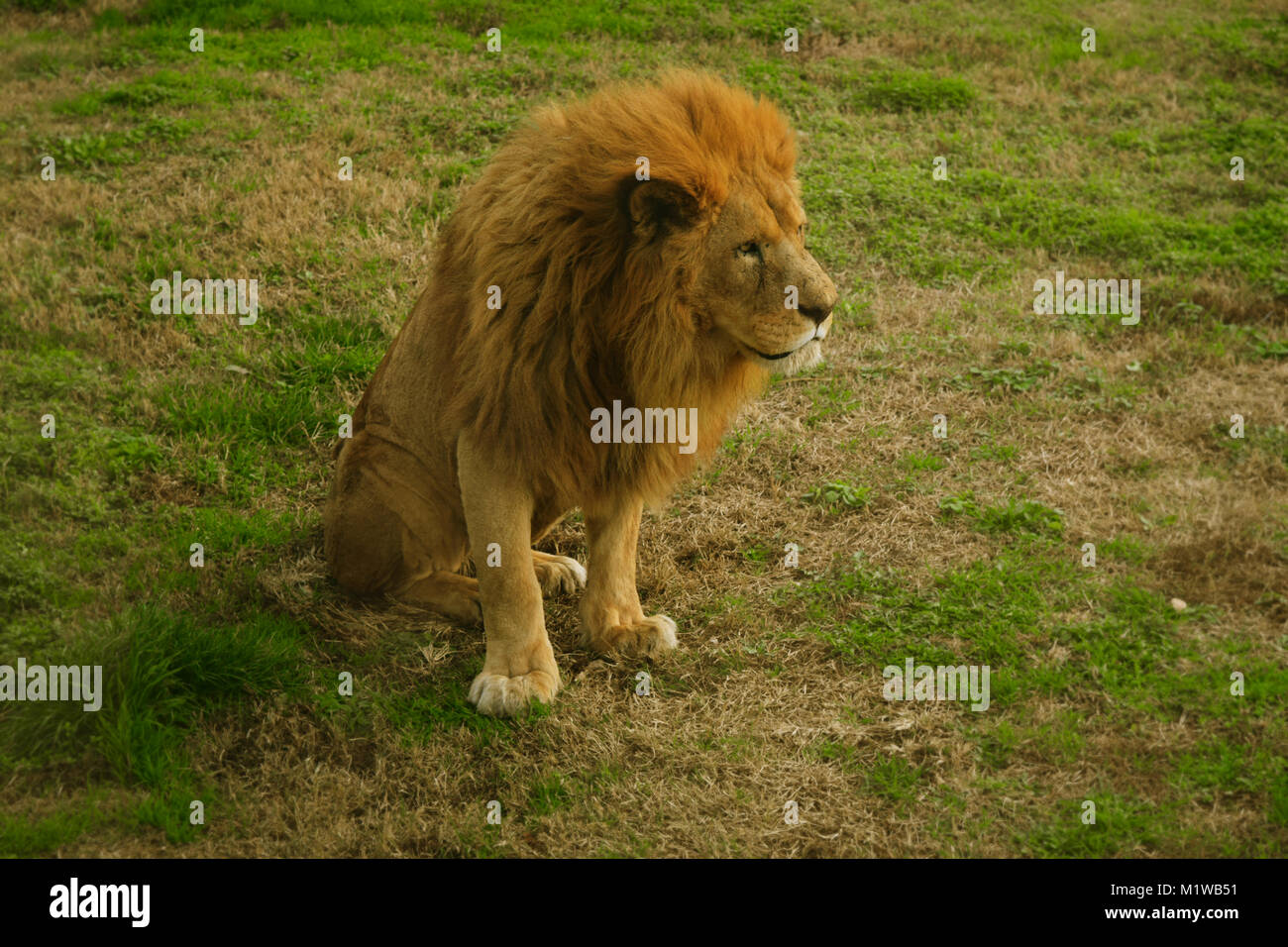 Lion in a zoo Turkey Stock Photo