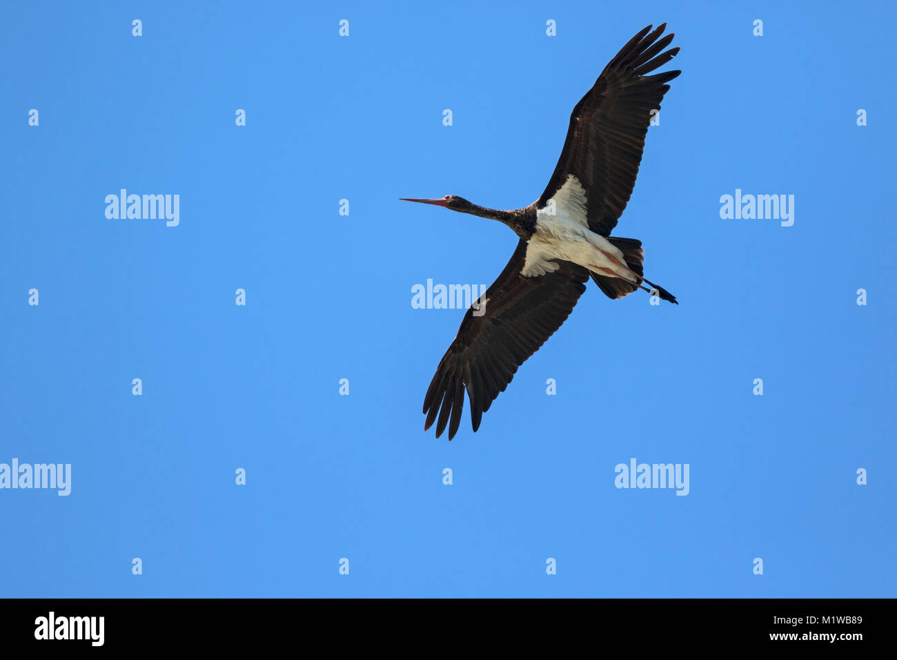 2 cy Black Stork (Ciconia nigra) Stock Photo