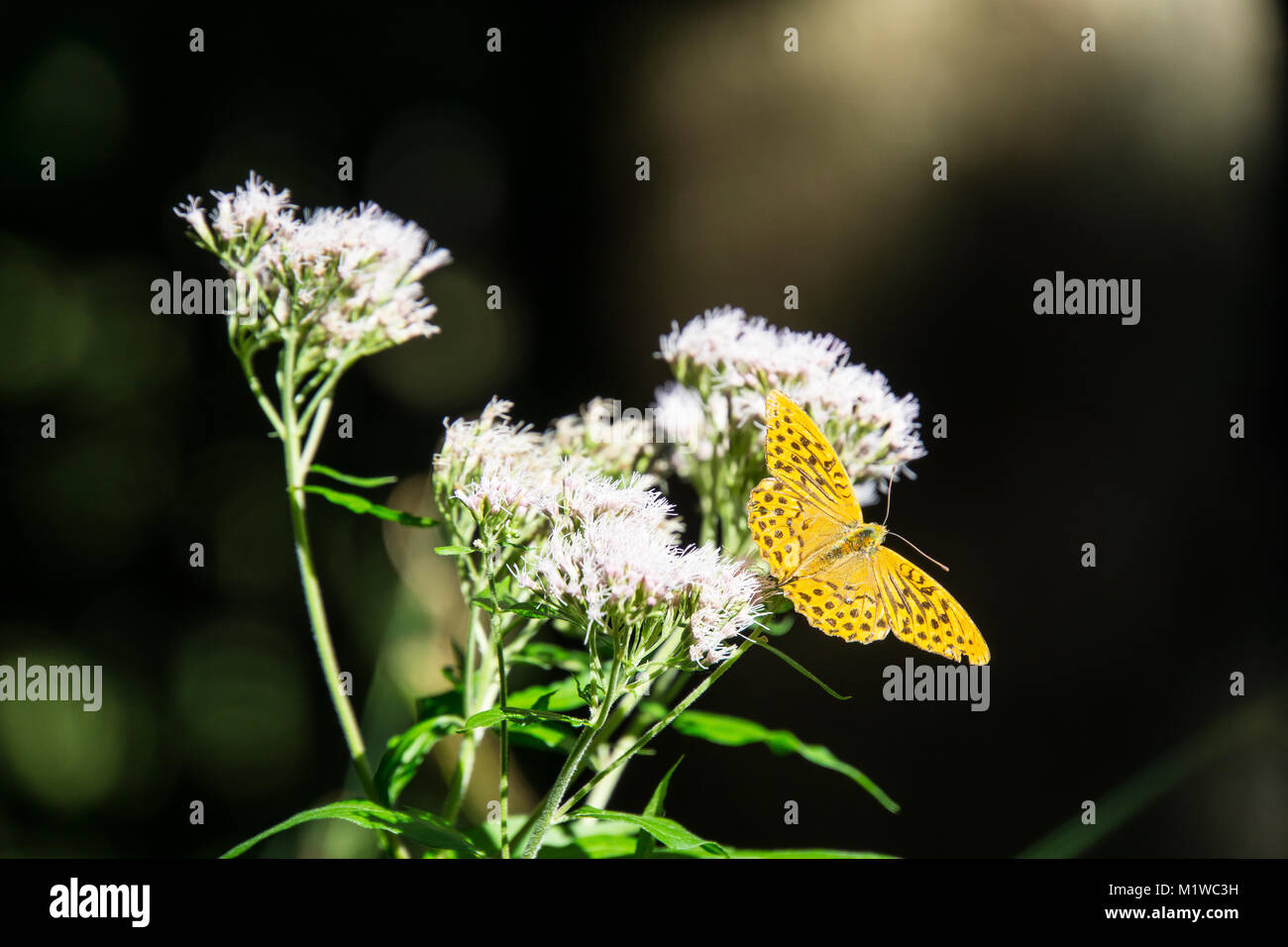 Amazing huge orange butterfly sitting on a white flower in the sun in the forest Stock Photo