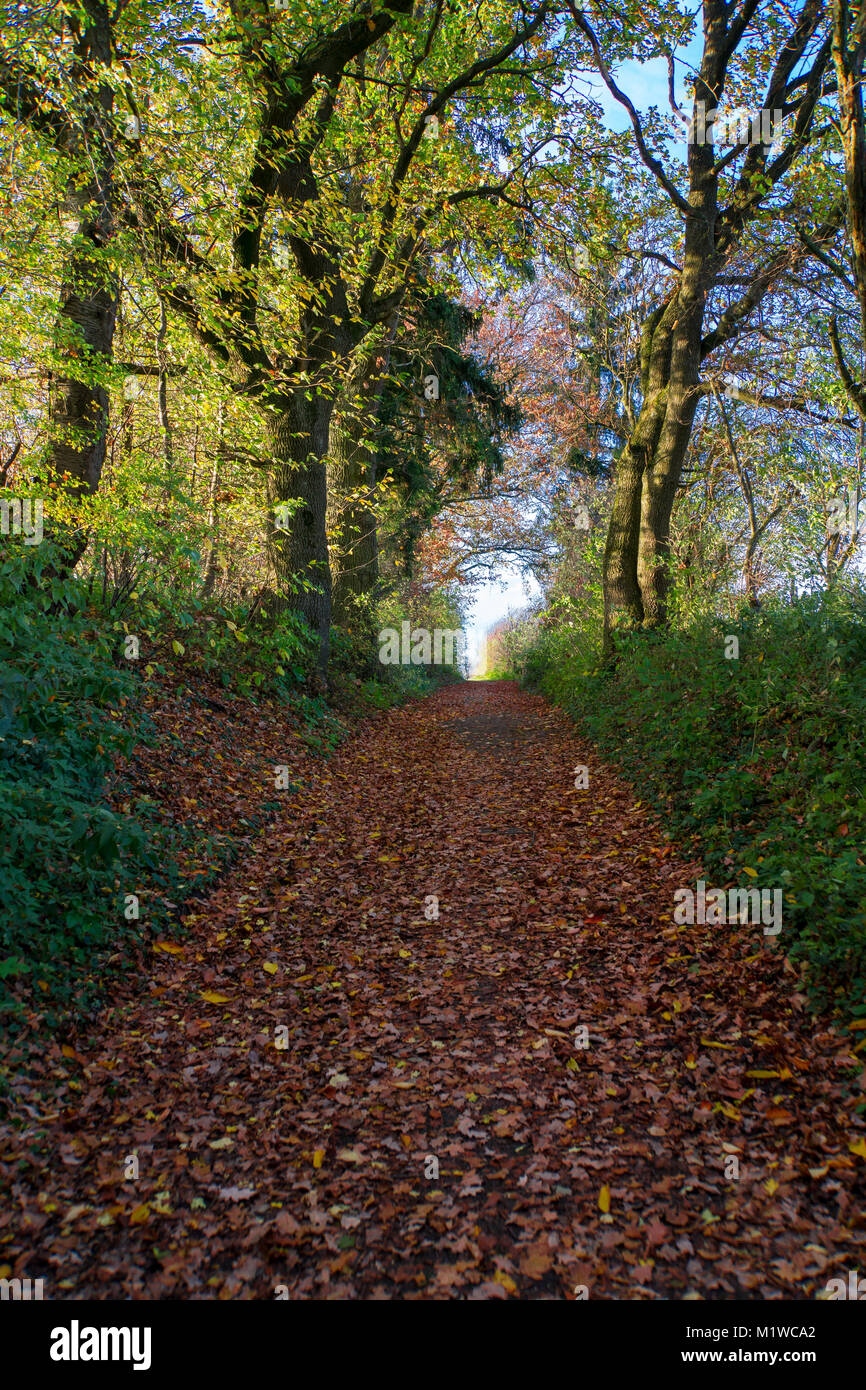 Path covered by leaves in autumn season Stock Photo - Alamy