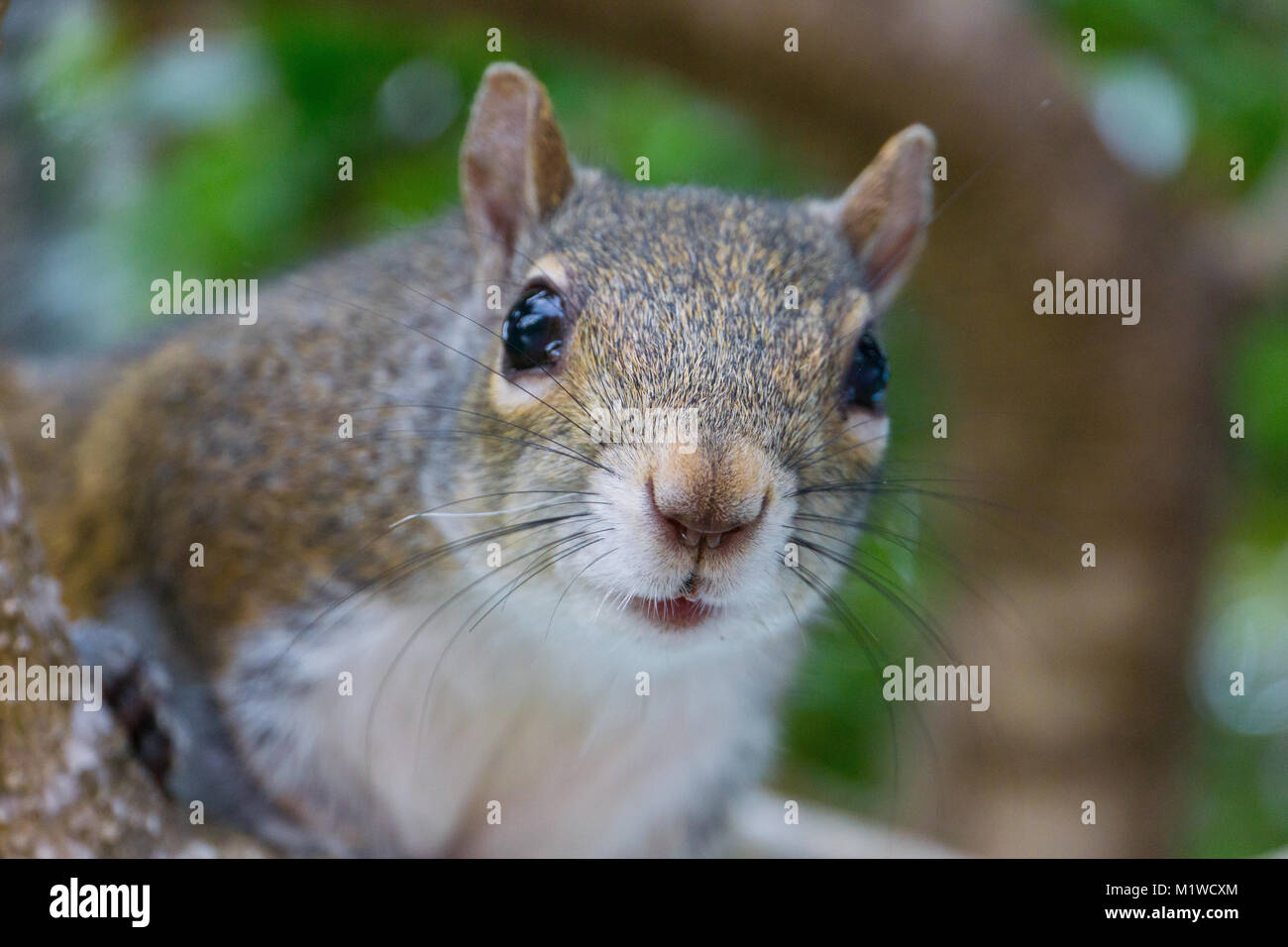 USA, Florida, Trusting squirrel with curious face expression Stock Photo