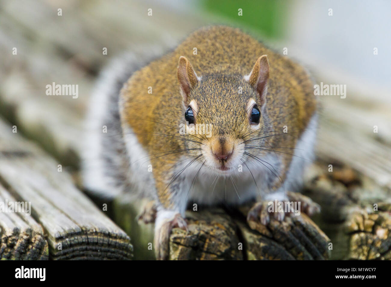 USA, Florida, Cute face of a brown squirrel sitting on a wooden bench Stock Photo