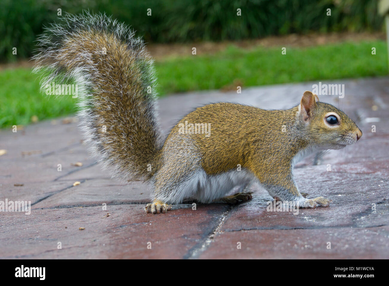 USA, Florida, Side view of a brown squirrel with upright tail and bushy fur Stock Photo
