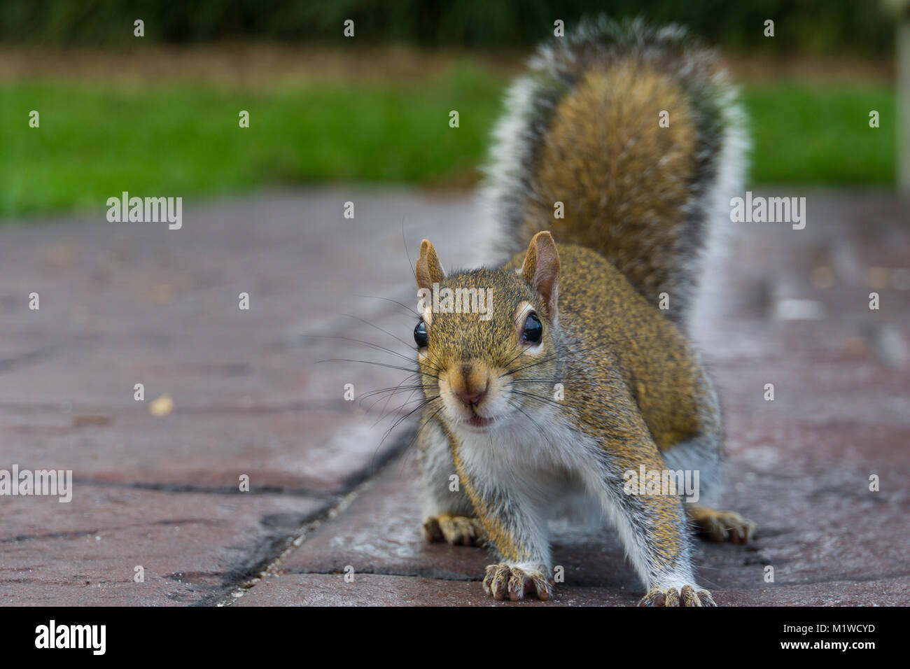 USA, Florida, Frontal view of a brown squirrel sitting on the ground with upright tail and bushy fur Stock Photo