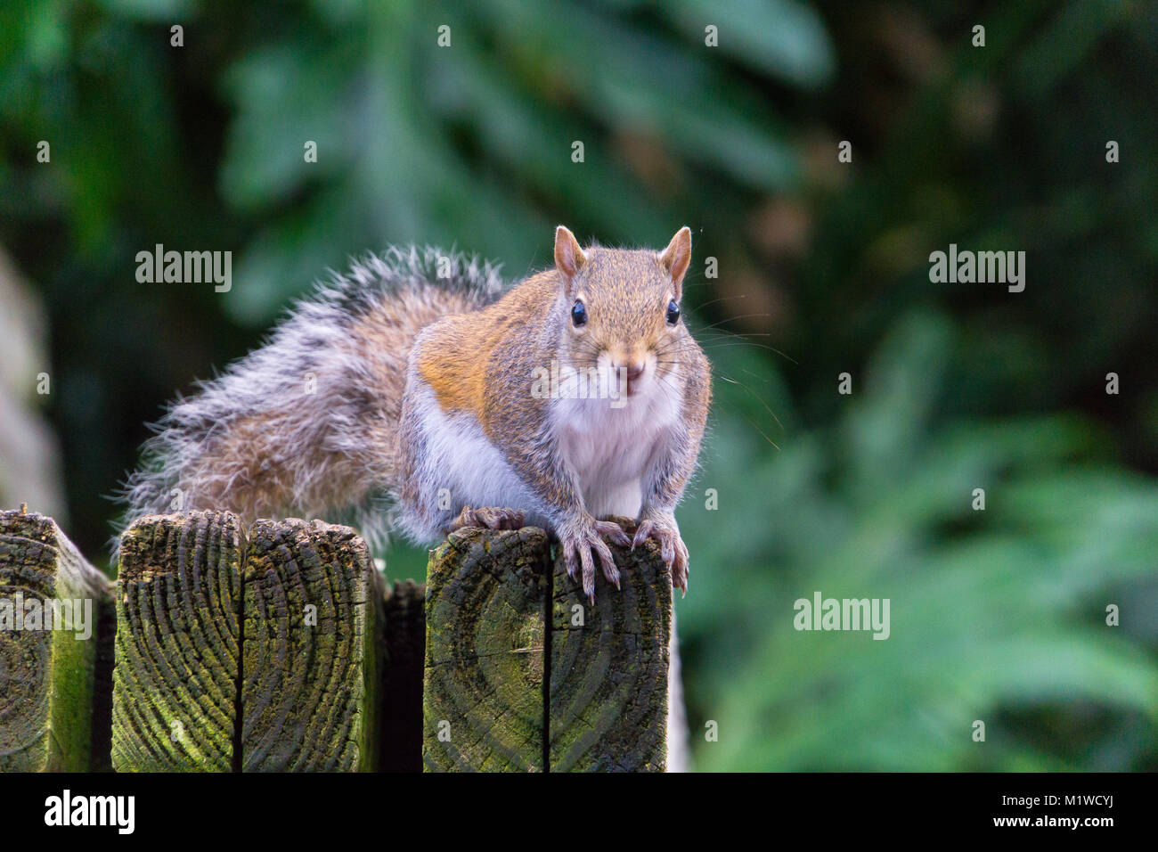 USA, Florida, Frontal view of a brown squirrel sitting on the edge of a wooden bench Stock Photo