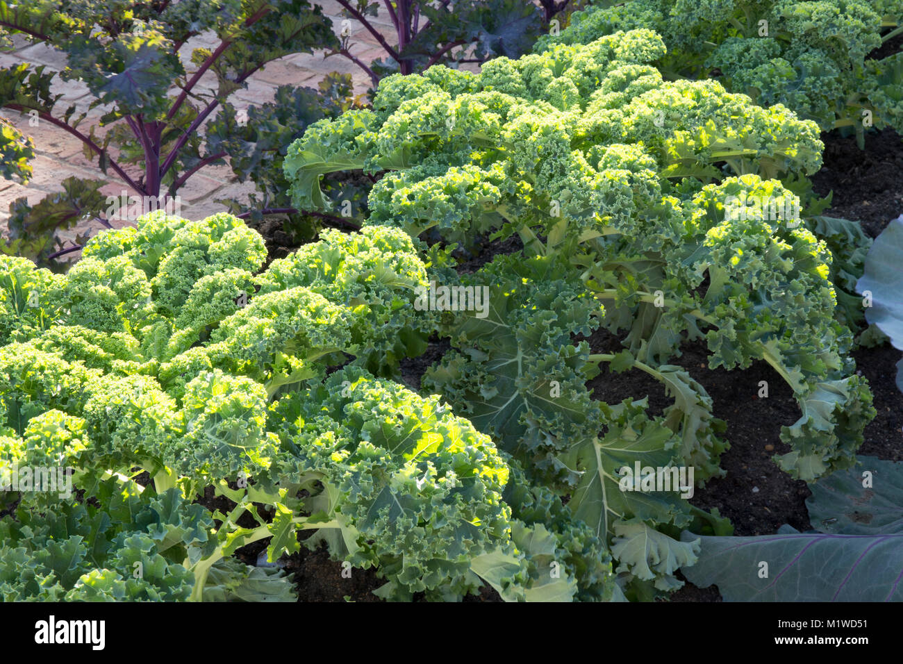 Small kitchen garden growing dwarf green curly curled kale Reflex - on a small allotment England UK Stock Photo