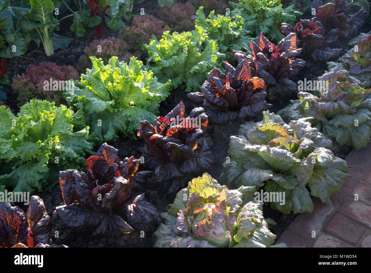 An organic vegetable bed kitchen garden with a lettuce crop growing in