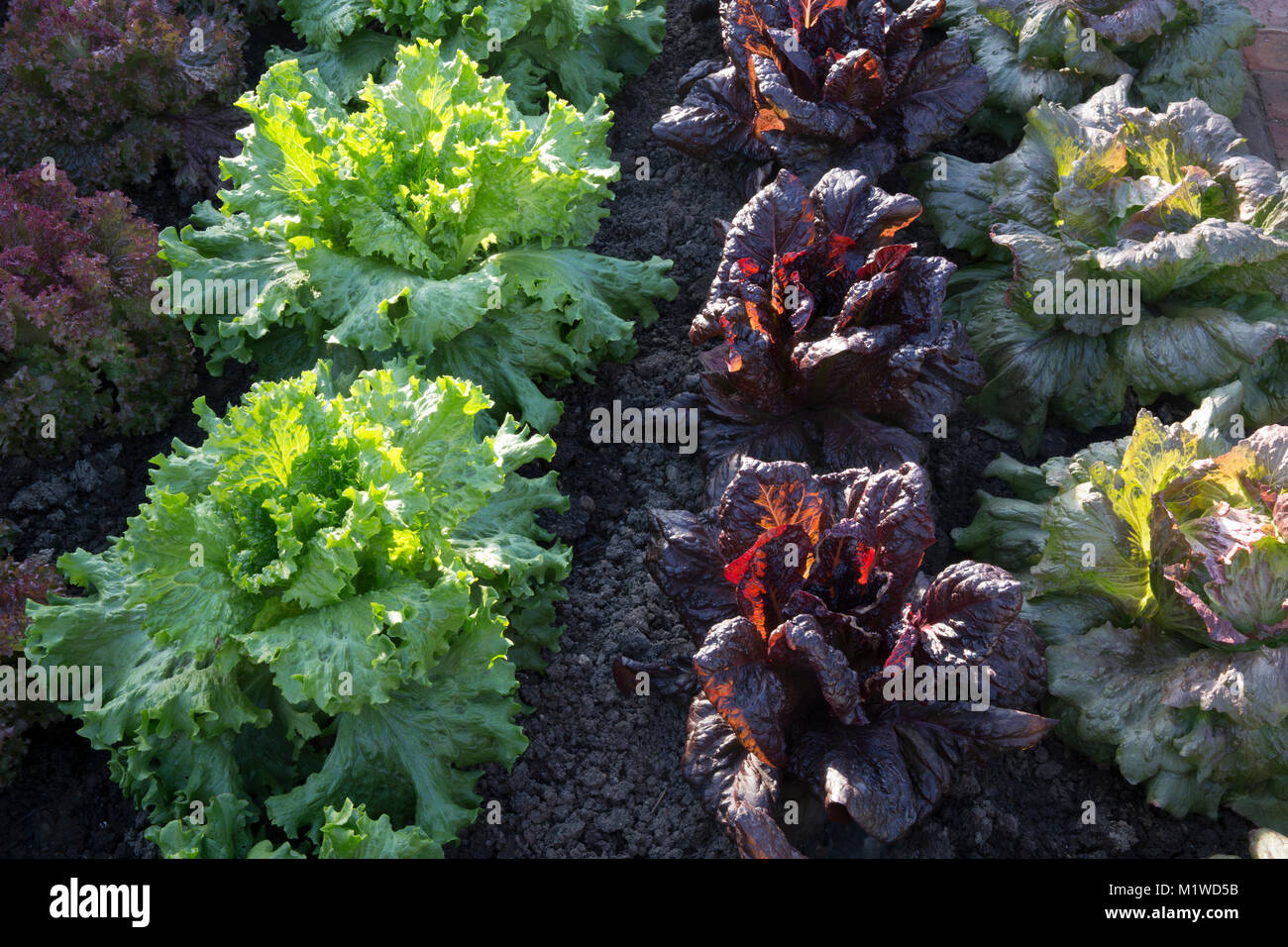 An organic vegetable kitchen garden with a lettuce crop growing in rows from left to right - Red Iceberg - Nymans - Lettony - England allotment UK Stock Photo