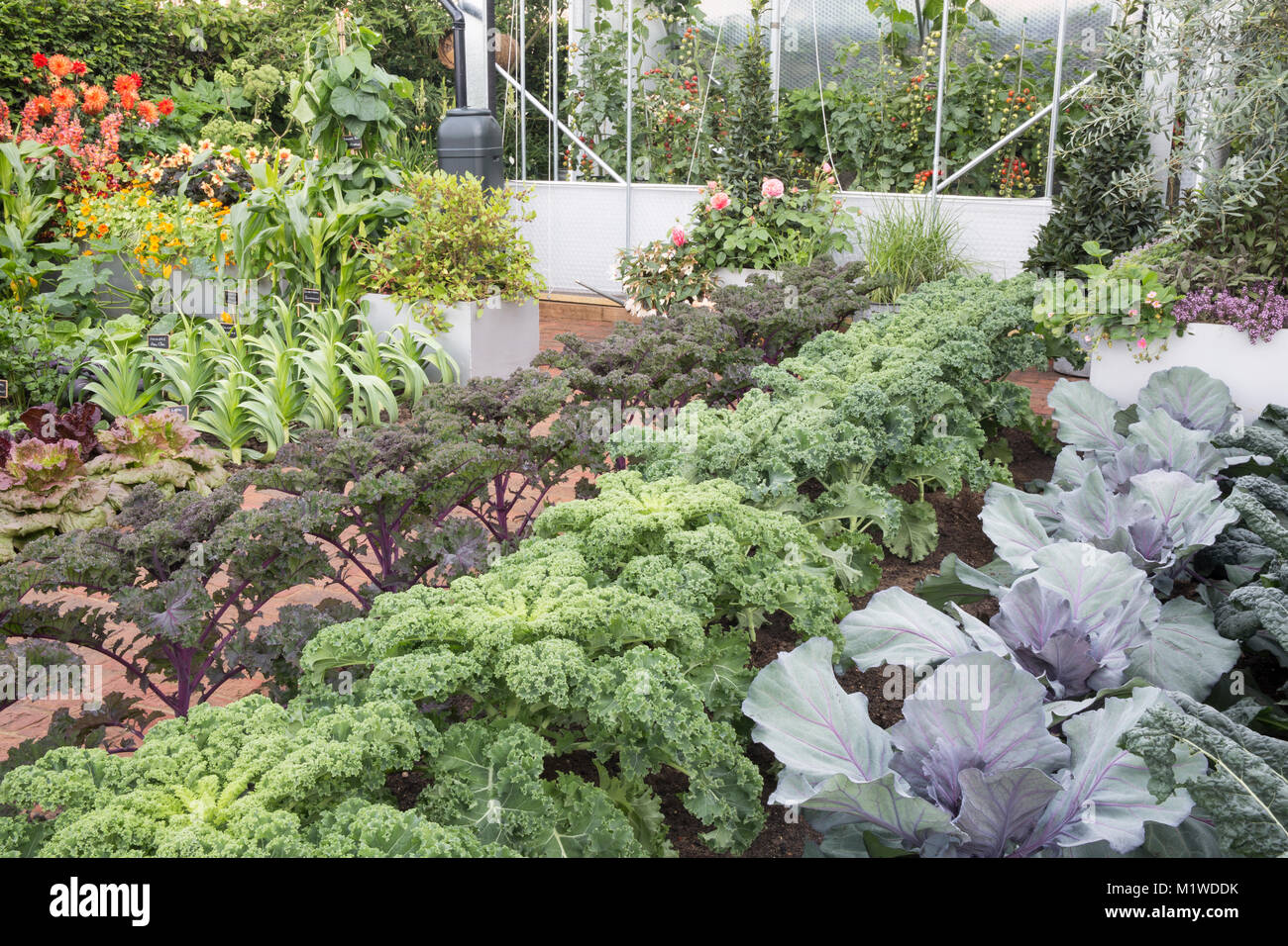 Cabbage summer jewel hires stock photography and images Alamy