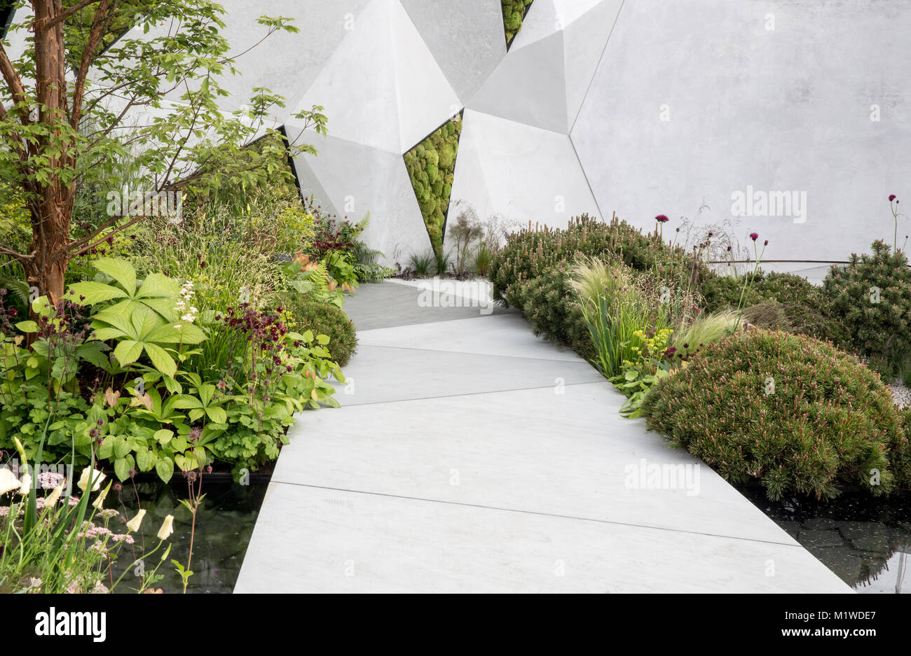 Modern contemporary garden path and wall fence over a pond with pinus mungo shrubs and flower border borders UK Stock Photo