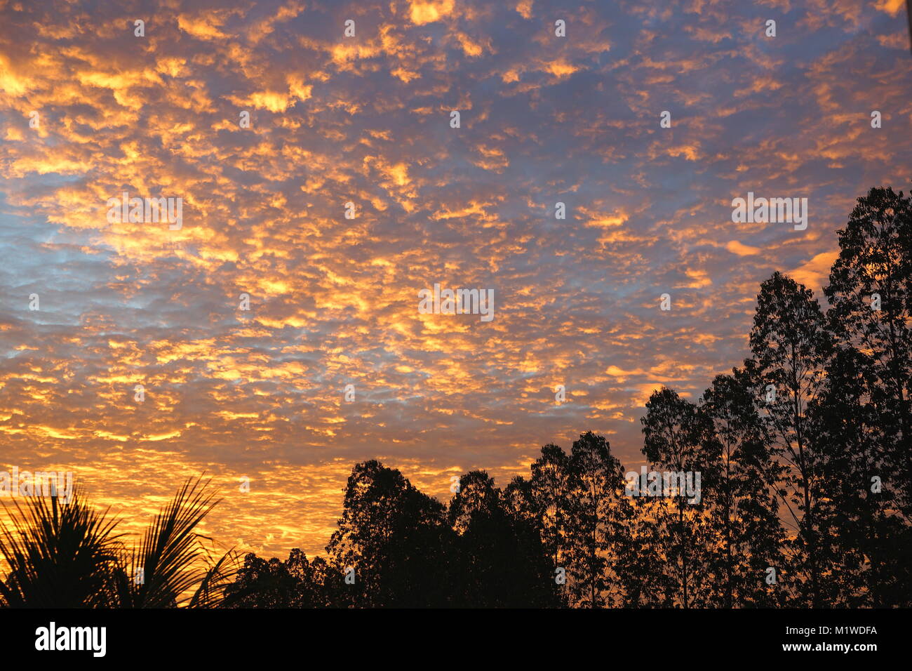 Silhouette row of trees on dramatic colorful orange color sky with ...
