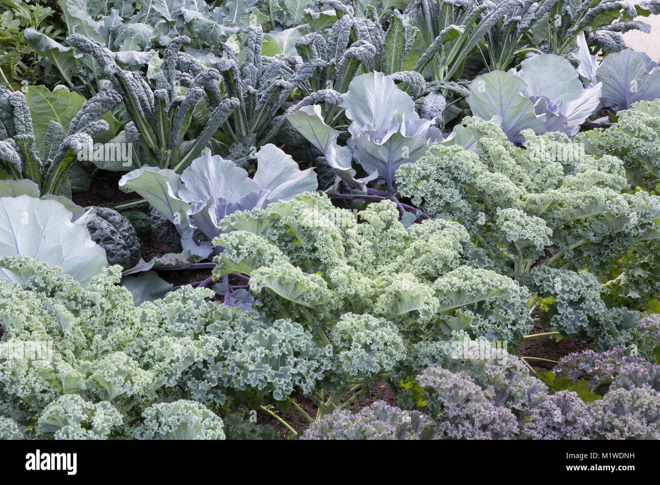 A kitchen garden vegetable veg patch plot growing in rows from right to left: Kale Reflex - Cabbage Red Jewel - Kale Nero di Toscano UK Stock Photo