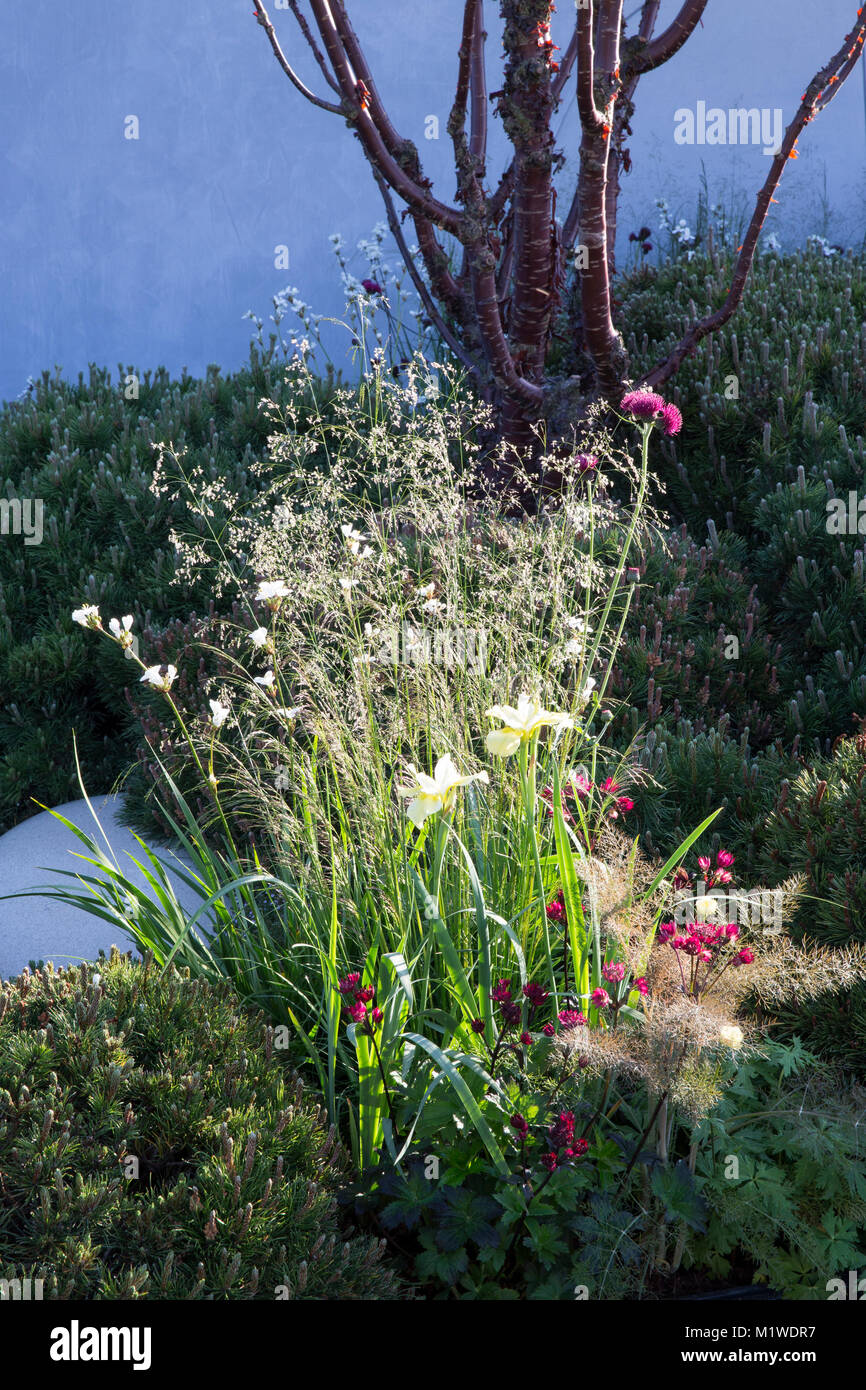 The BBC Radio 2 Jeremy Vine Texture Garden, RHS Chelsea Flower Show 2017 Stock Photo